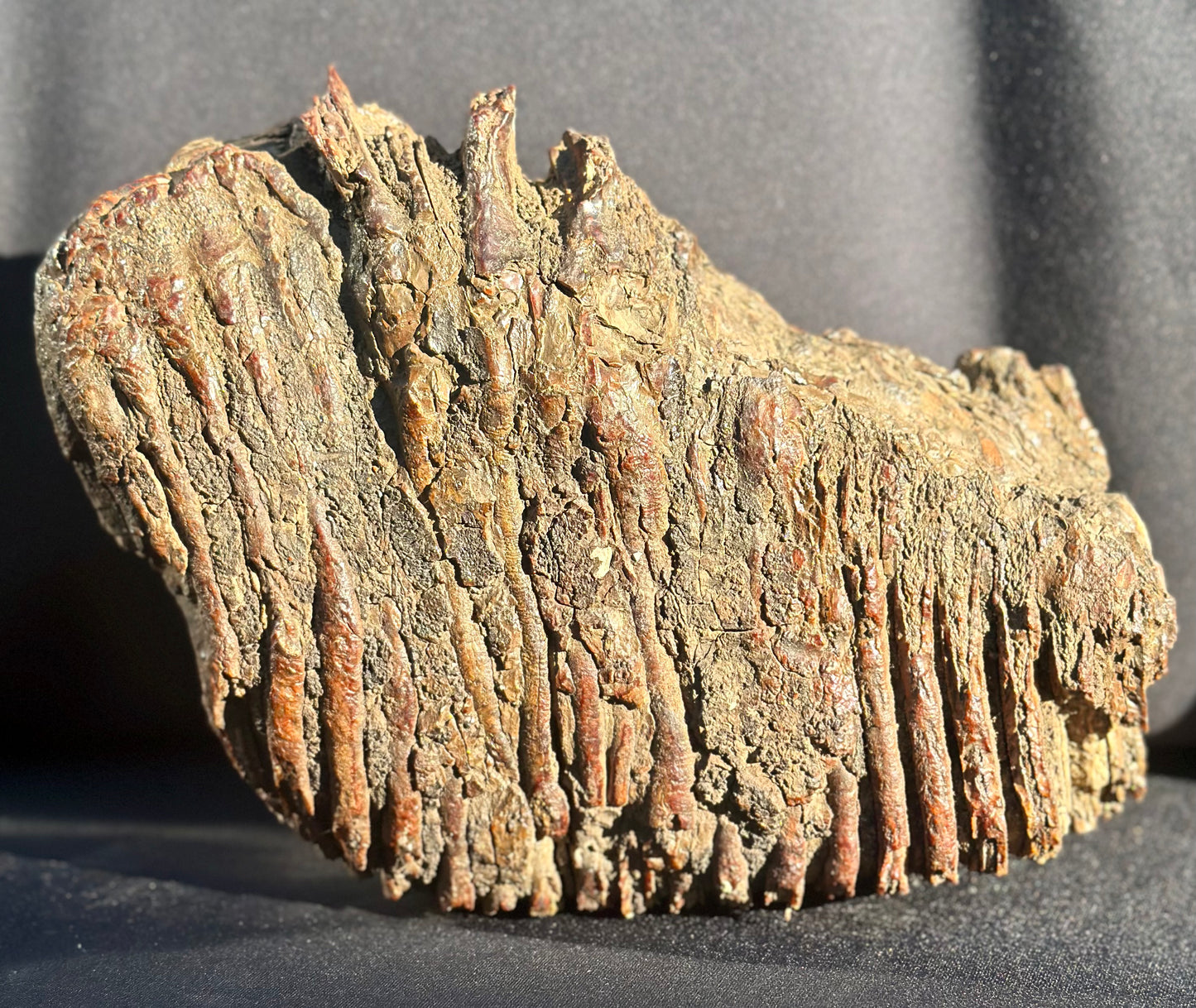 Woolly Mammoth Tooth