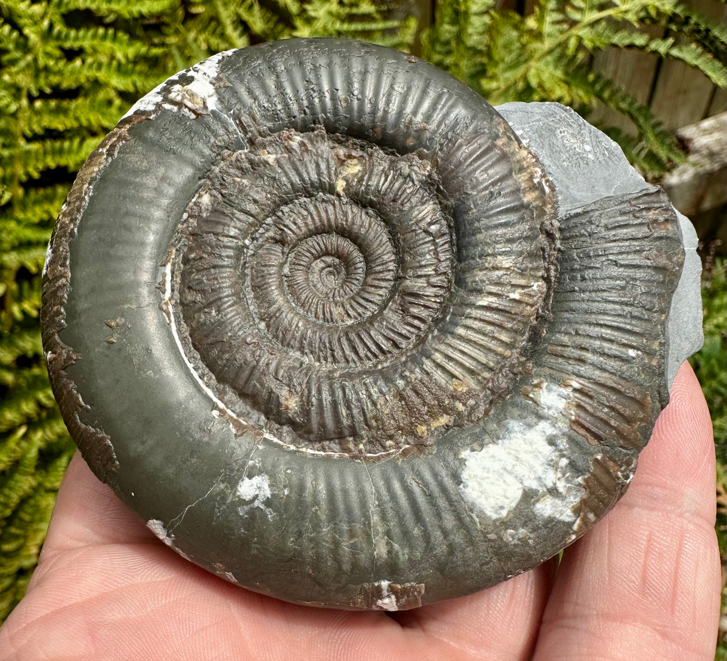 Dactylioceras Tenuicostatum ammonite fossil - Whitby, North Yorkshire, England