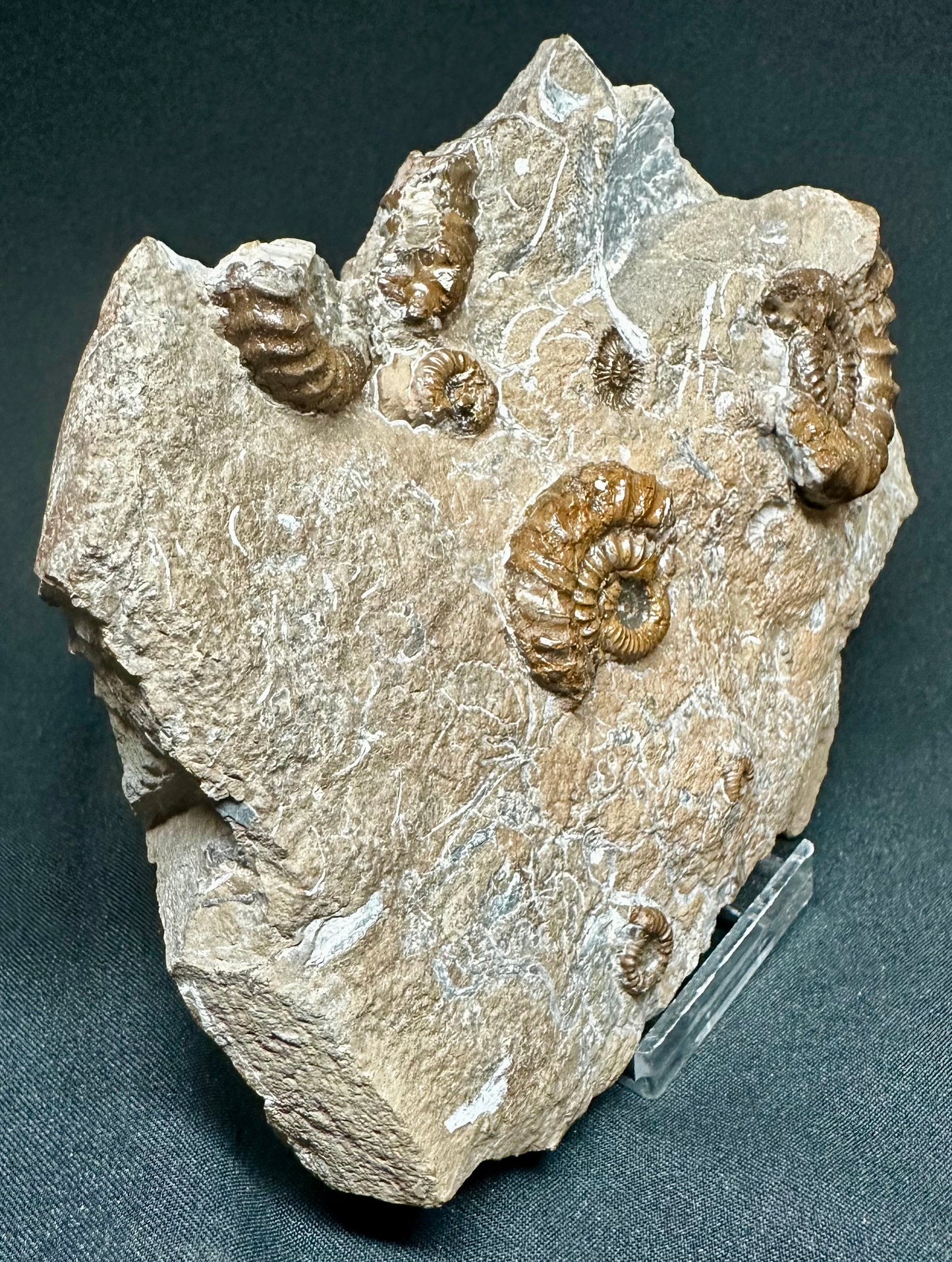 Oistoceras Figulinum ammonite fossil - Whitby, North Yorkshire Jurassic Coast