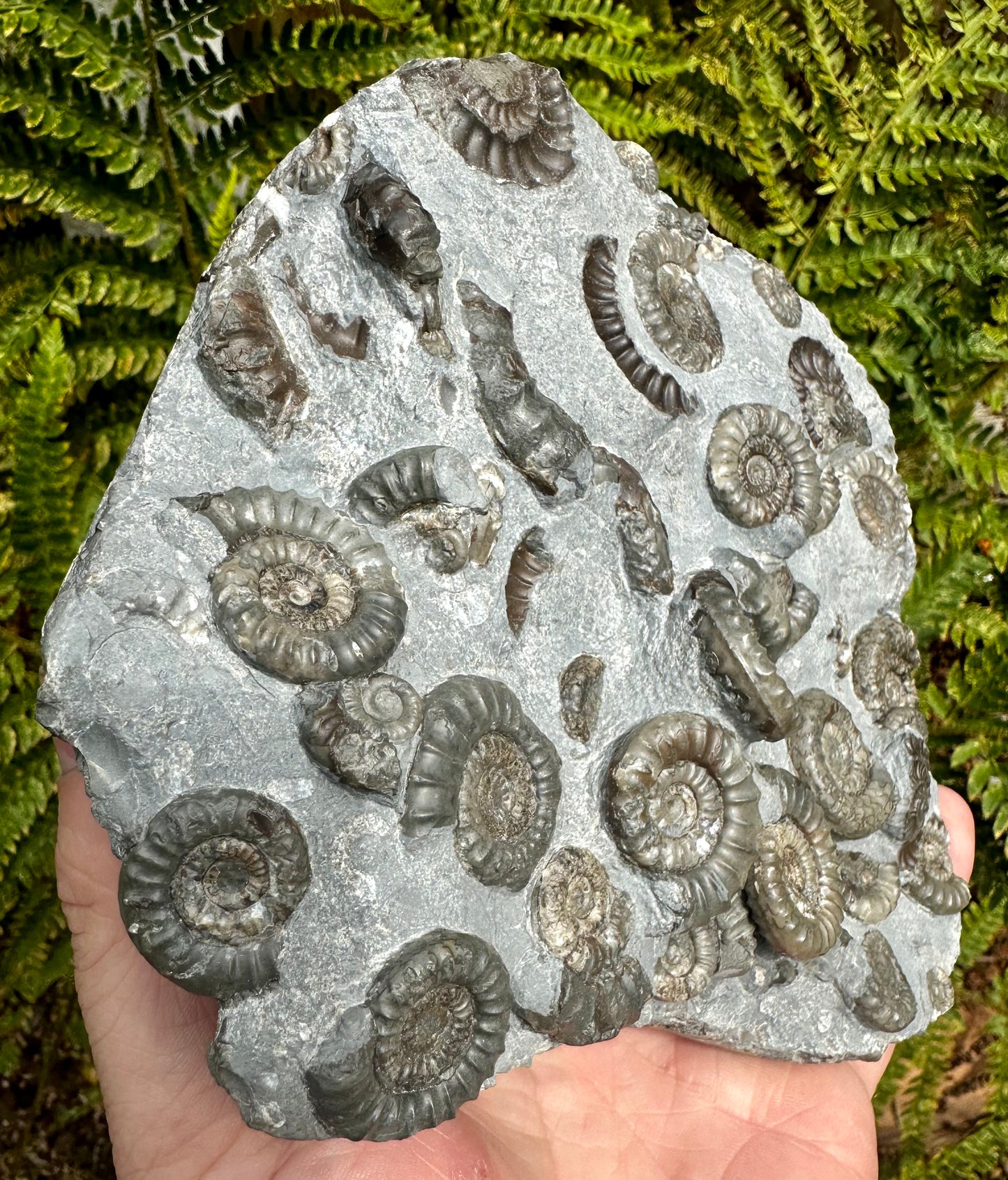 Arnioceras Semicostatum ammonite multi block fossil, Holderness coast, East Yorkshire, England