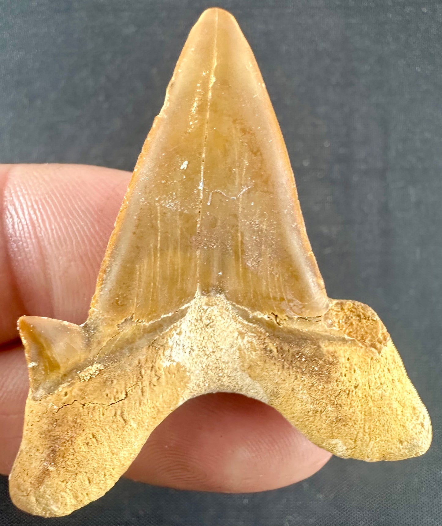 Otodus Obliquus Shark Tooth