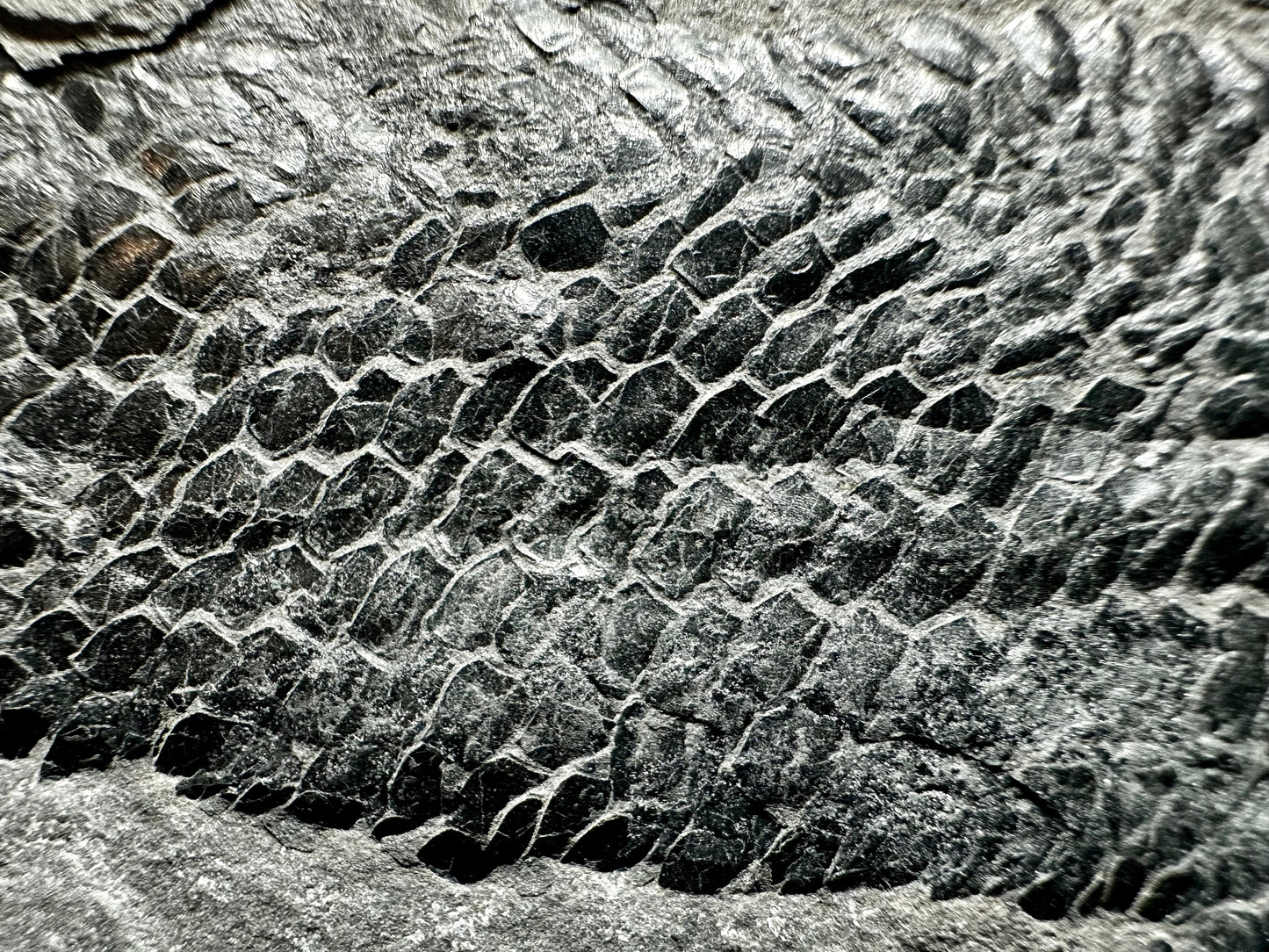 Old Red Sandstone Early Devonian “Lobed Fin” Fossil Fish from Orkney, Scotland Osteolepis macrolepidotus