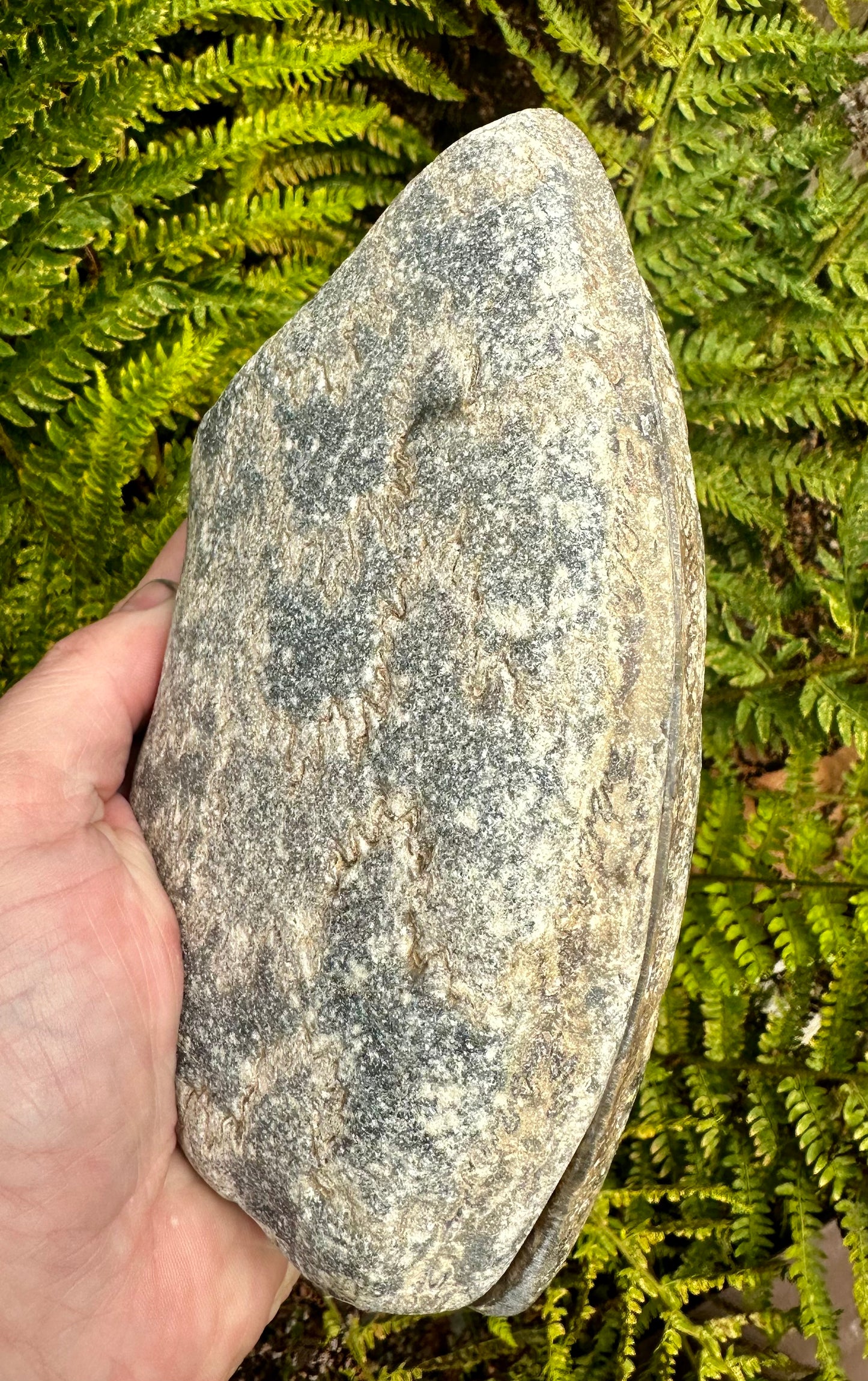 Polished Ammonite Pair, Mappleton, East Yorkshire, England