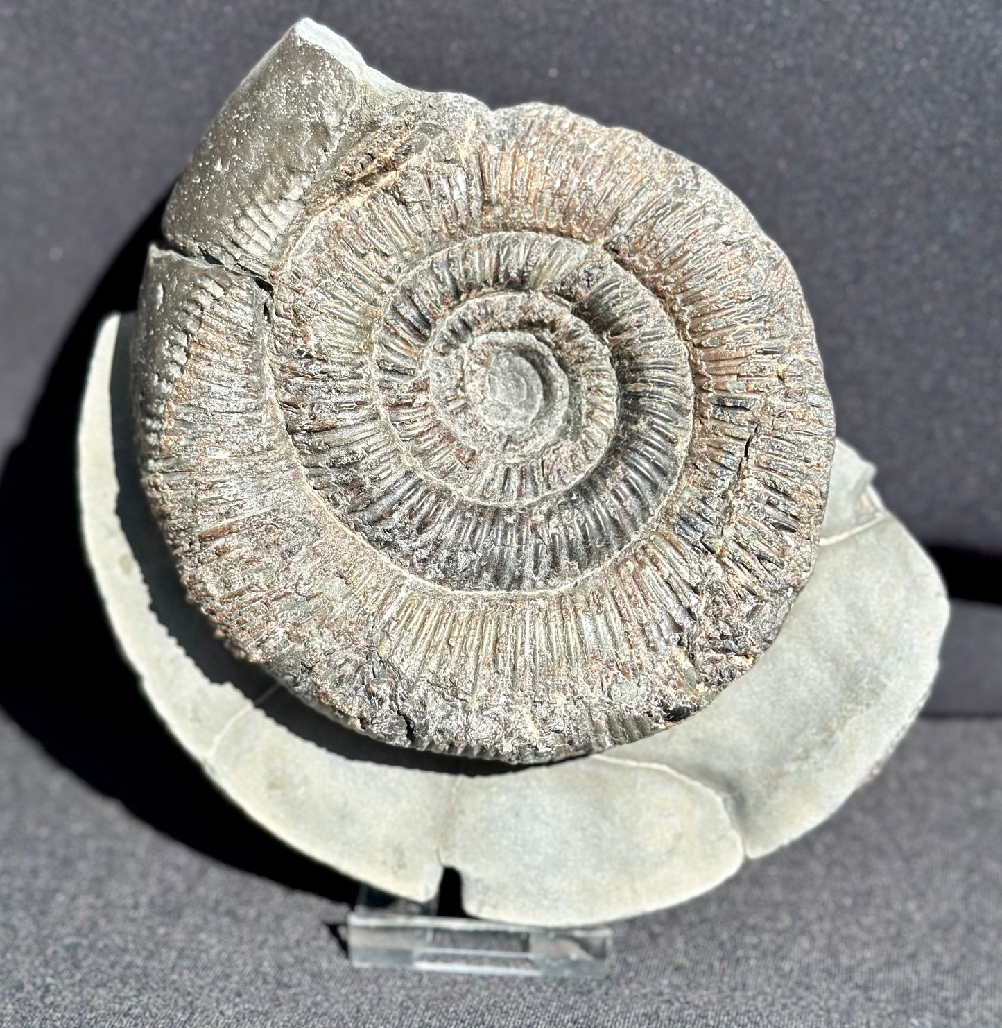 Dactylioceras Semicelatum
