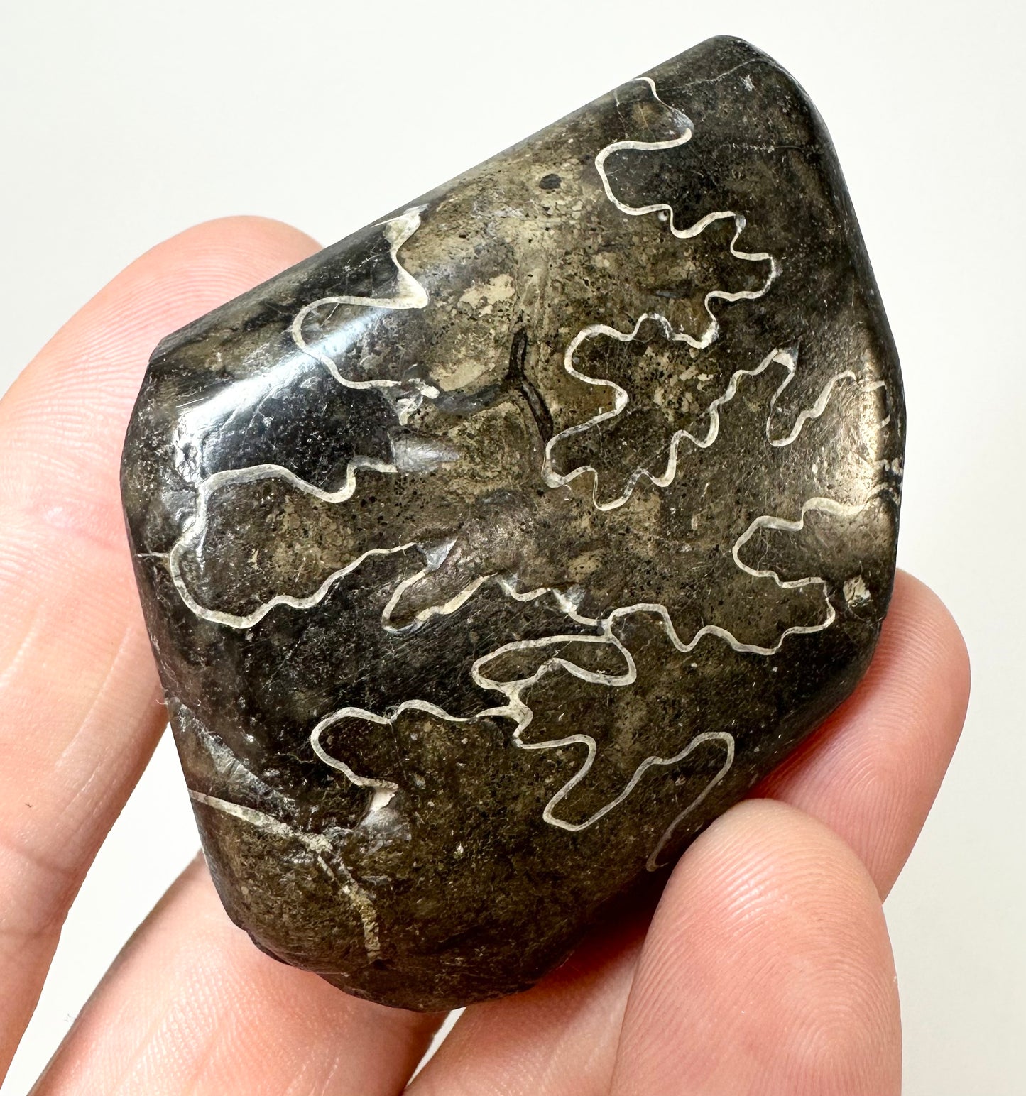 Speeton Suture Stone, Ammonite Fragment. Cretaceous, Speeton Clays.