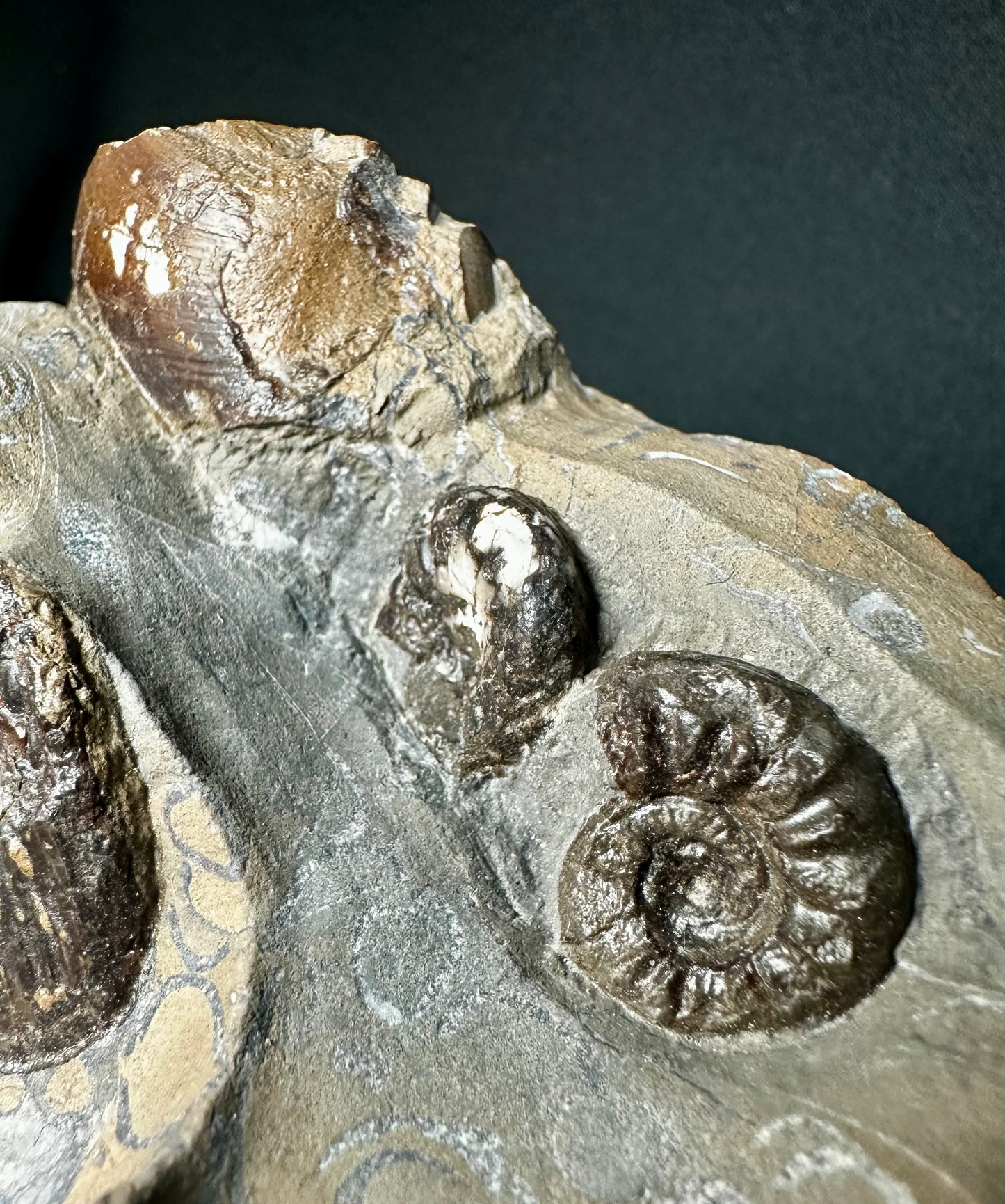 British Lower Jurassic, Middle Lias Ammonite from Skinningrove, North Yorkshire, England.                    Amaltheus stokes