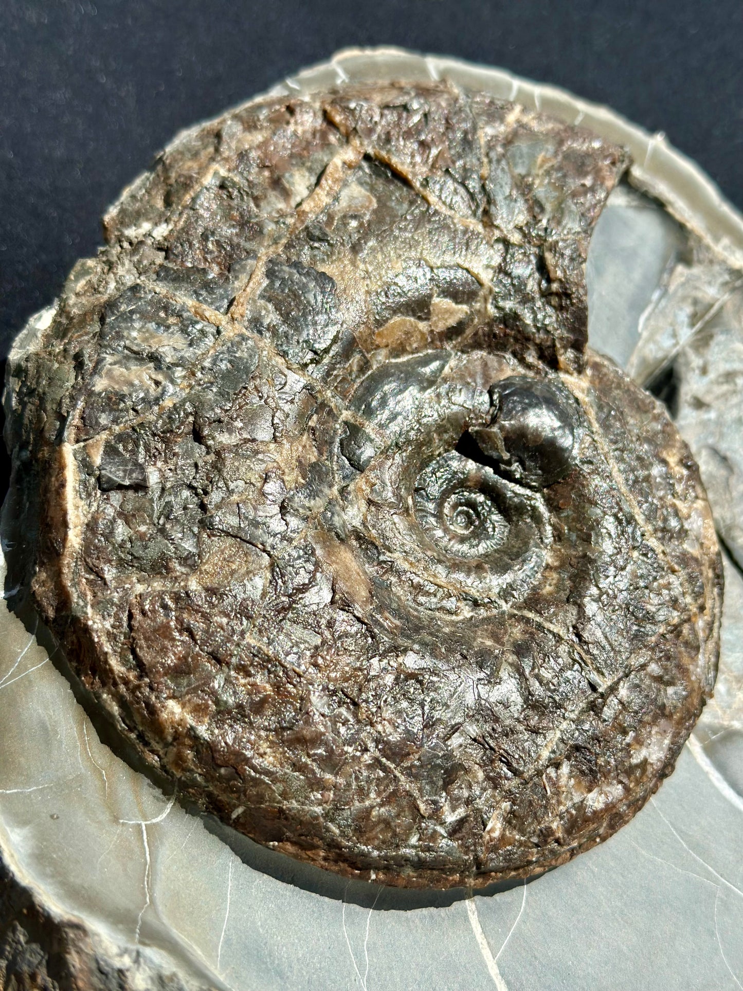 Ovaticeras Ammonite