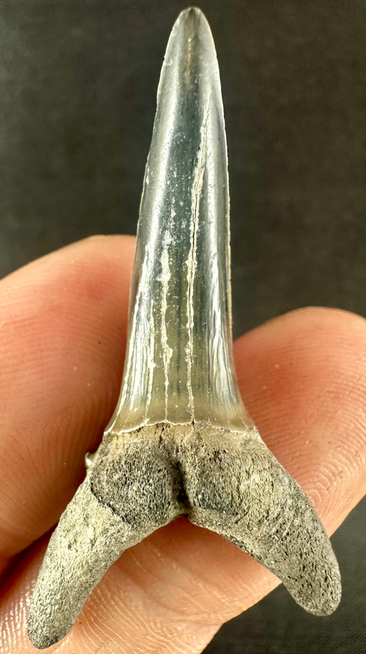 Jaekelotodus Robustus. From the Eocene Ypresian London Clay on the Isle of Sheppey UK, circa 48 - 52 MYO.