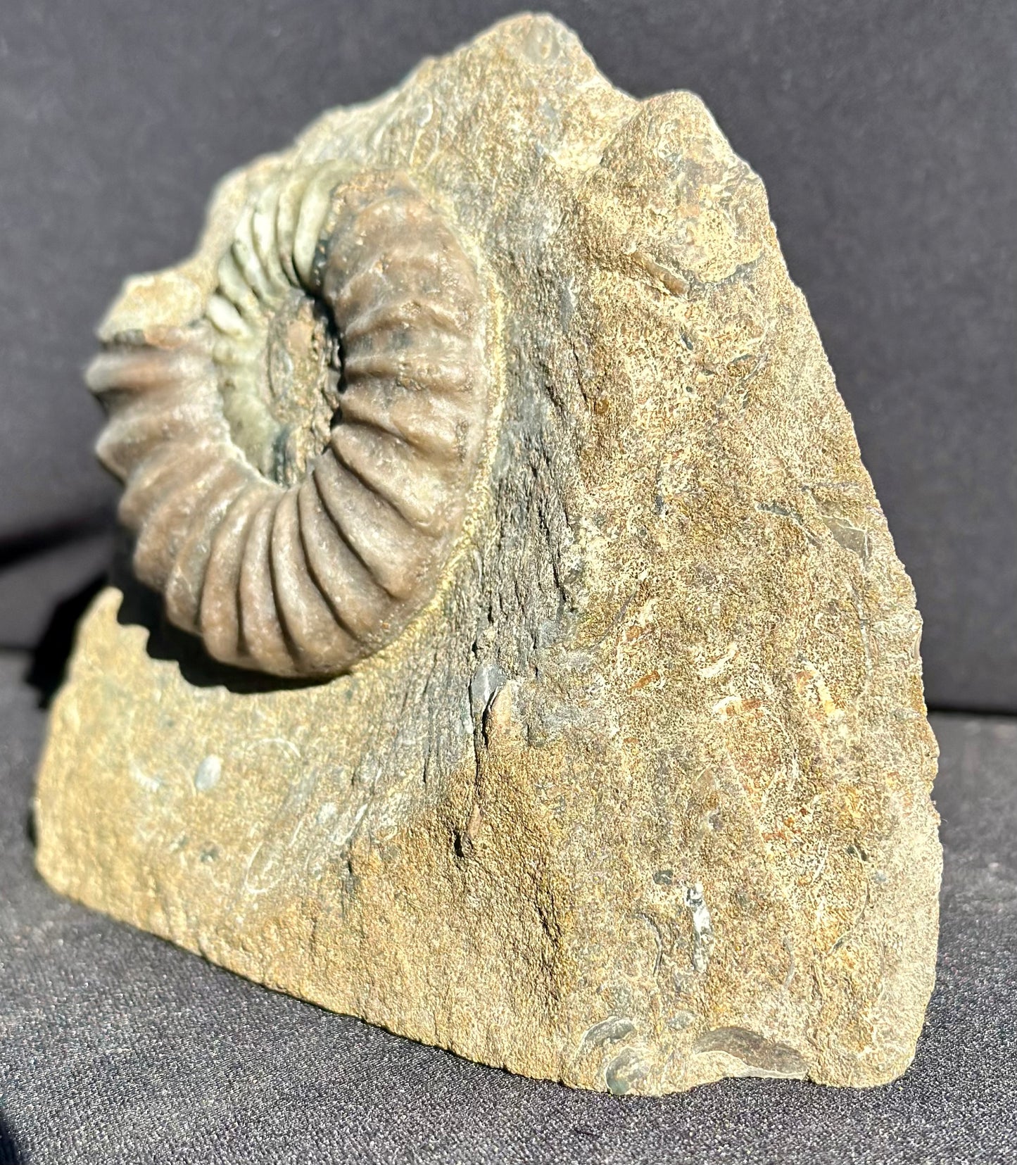 Asteroceras Ammonite Scunthorpe