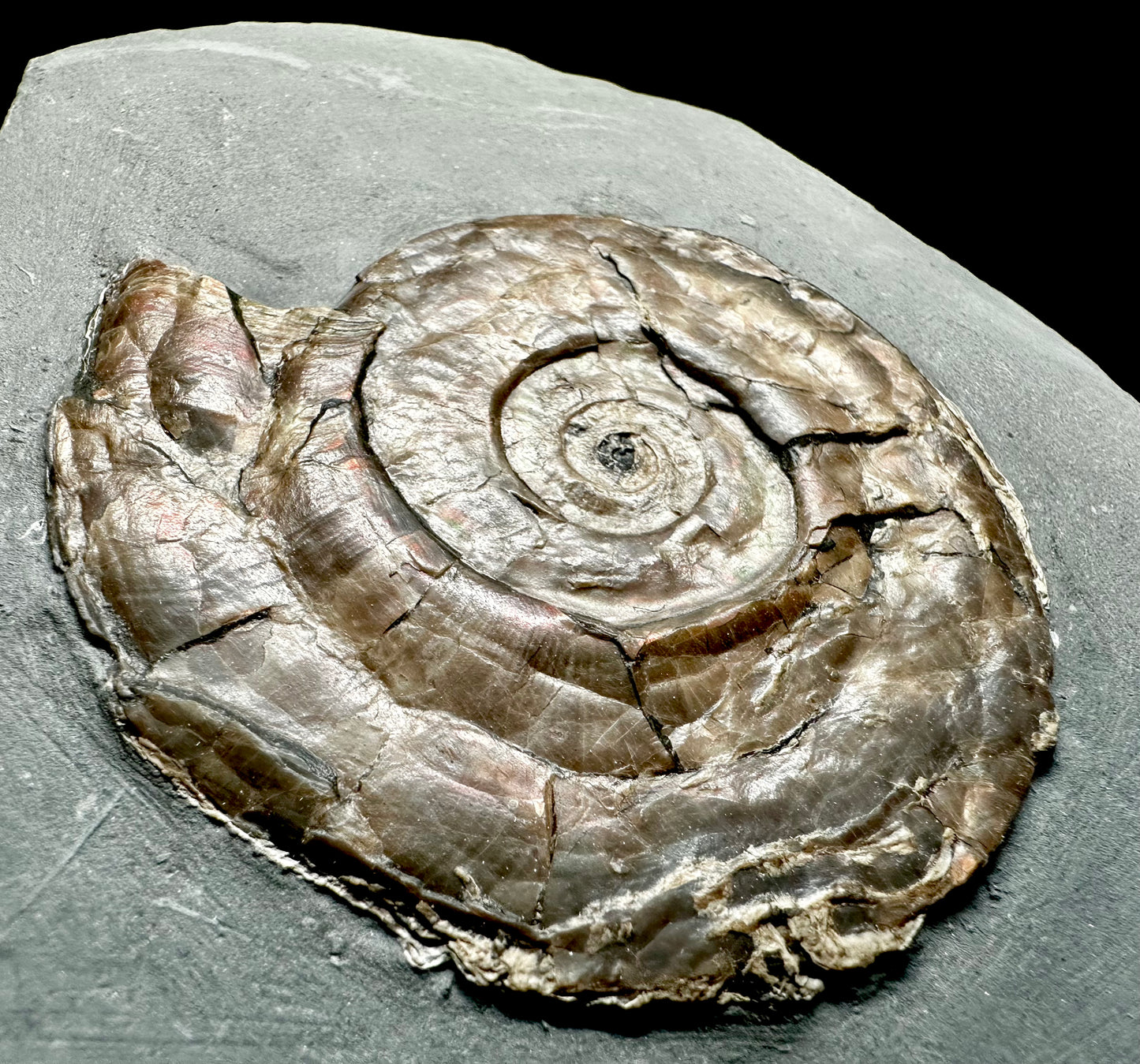 Iridescent Lower Lias, Lower Jurassic Ammonite from North Somerset Psiloceras planorbis