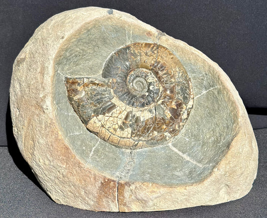 Propranulites Ammonite