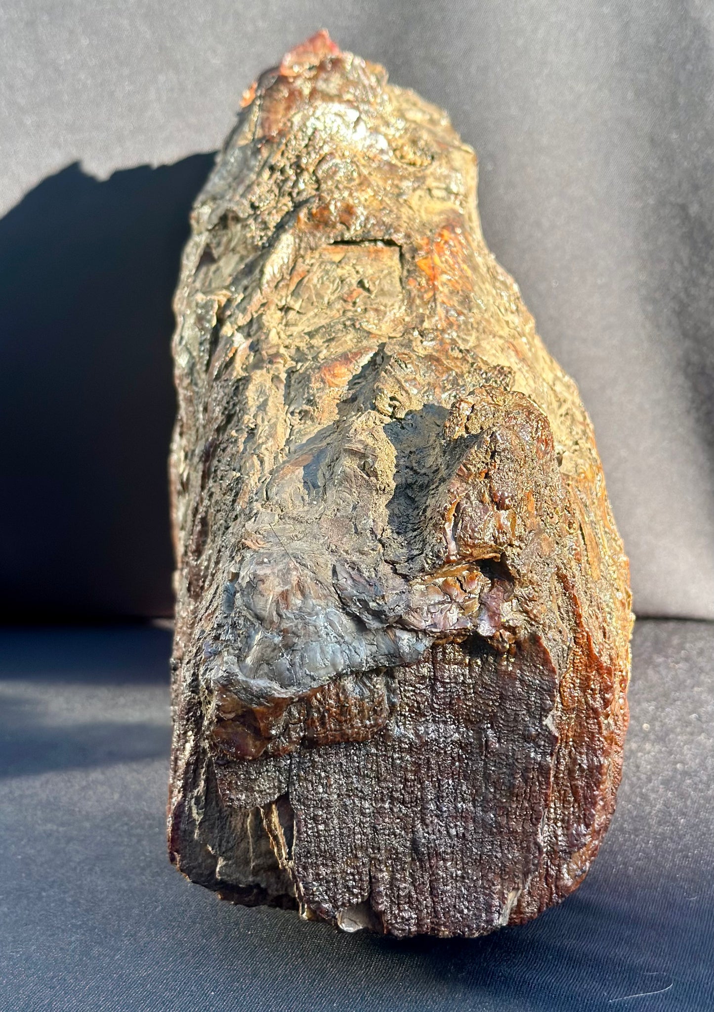 Woolly Mammoth Tooth
