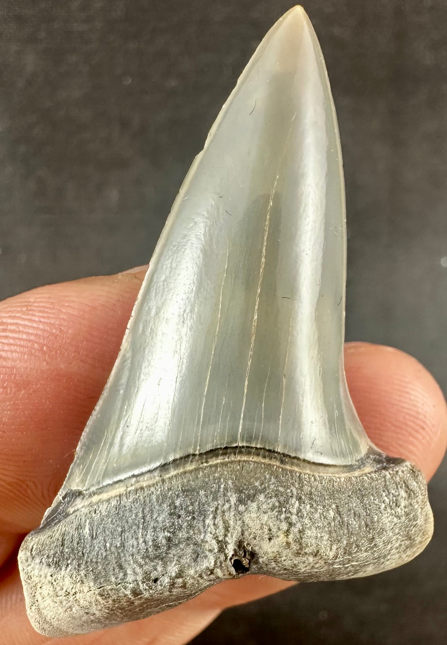 South Carolina Carcharodon Hastalis tooth