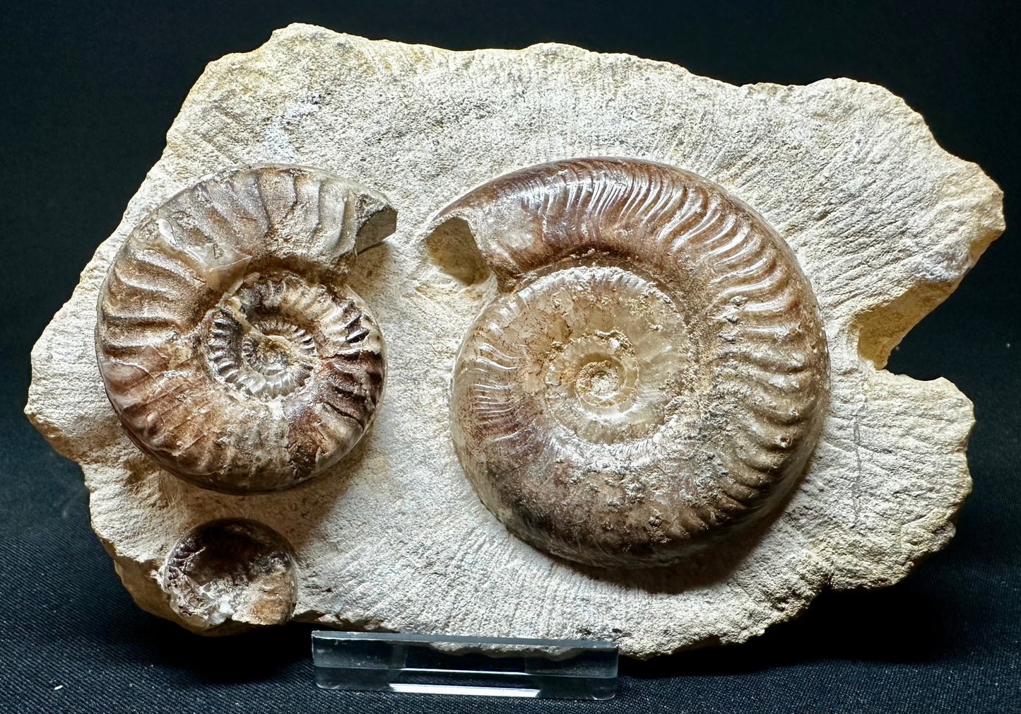 Grammoceras treble Ammonite so