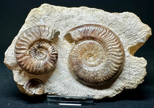 Grammoceras treble Ammonite so