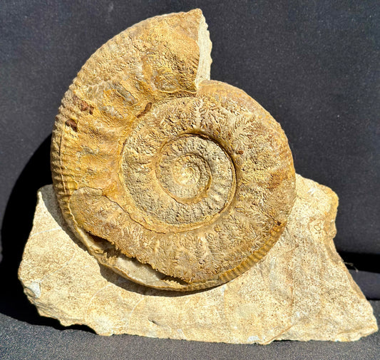Stephanoceras Ammonite
