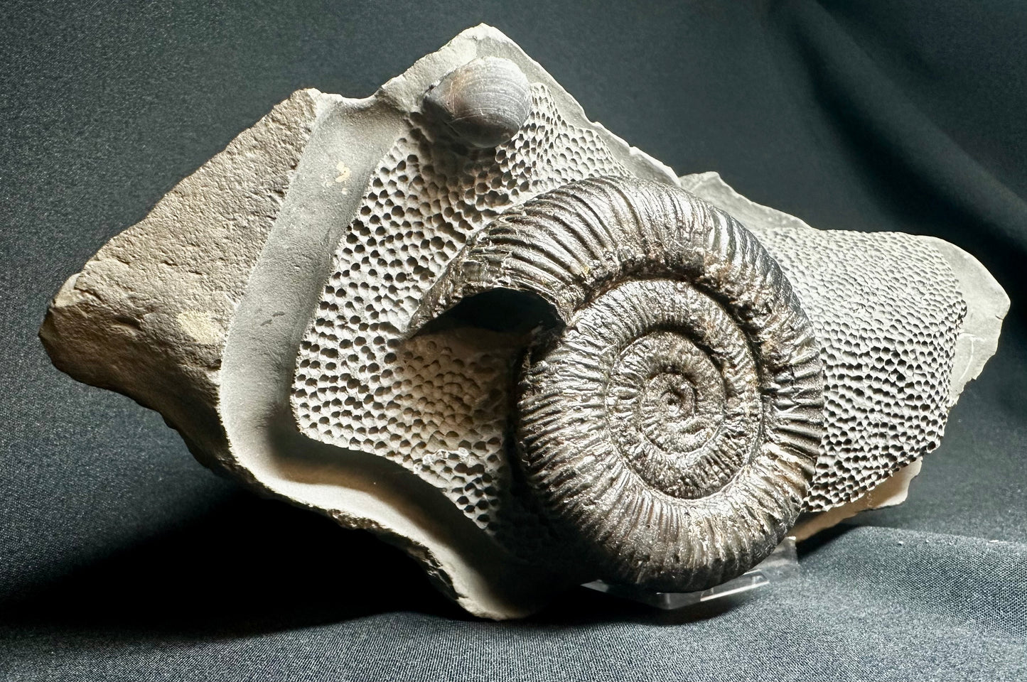 Sculptured by Mark. British Lower Jurassic, Upper Lias Ammonite from Whitby, North Yorkshire, England.  Dactylioceras athleticum