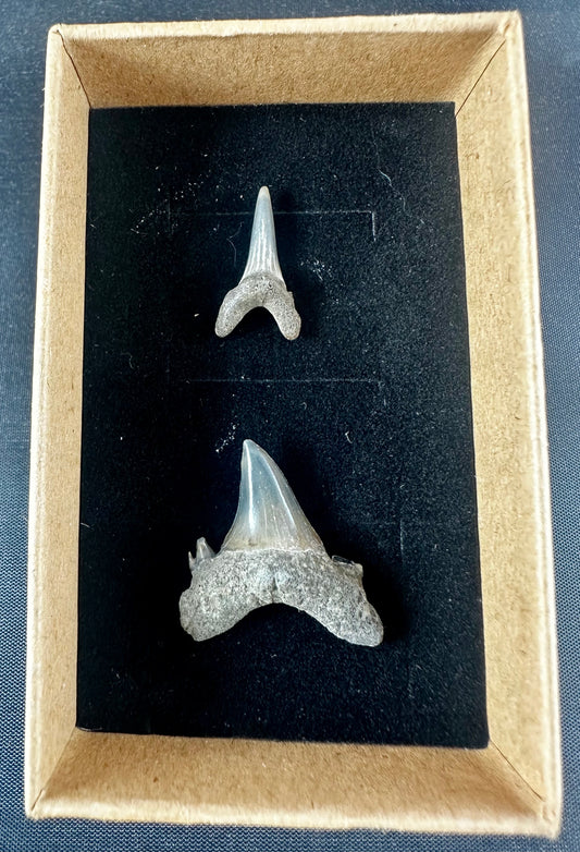 Two sharks teeth from the Eocene Ypresian London Clay on the Isle of Sheppey UK, circa 48 - 52 MYO.