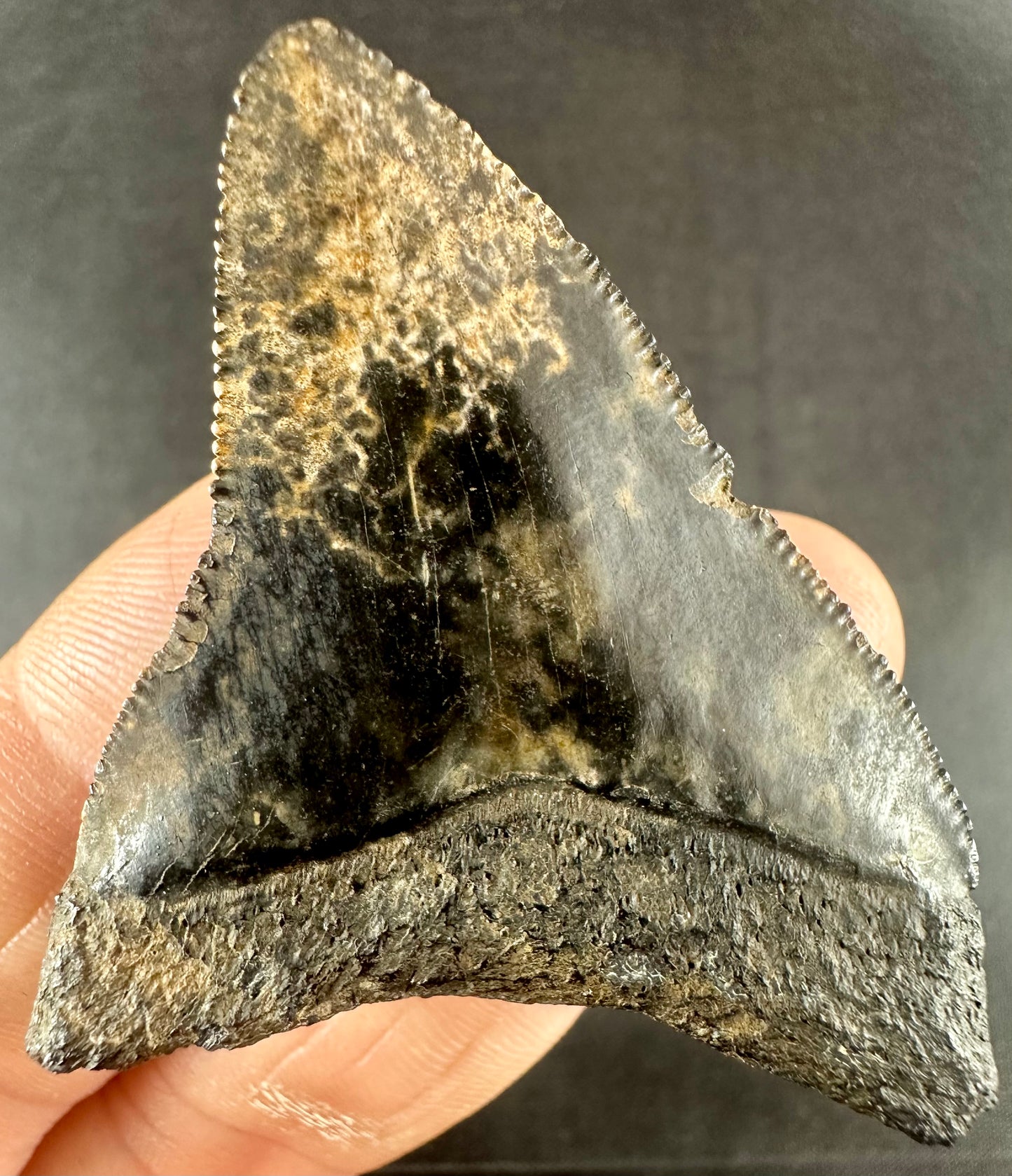 RARE PRESERVATION Megalodon Shark Tooth - Miocene - South Carolina - USA