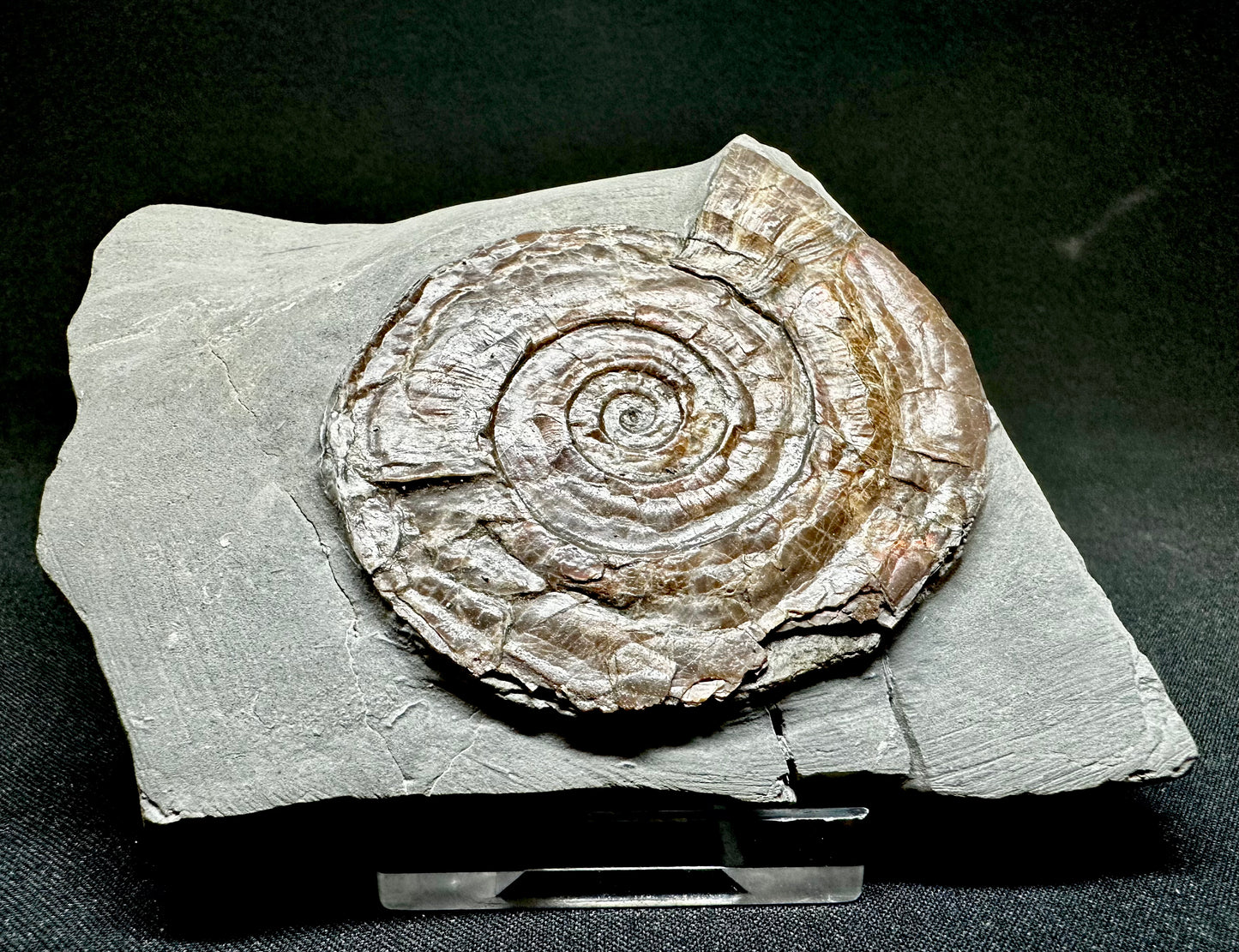 Iridescent Lower Lias, Lower Jurassic Ammonite from North Somerset Psiloceras planorbis