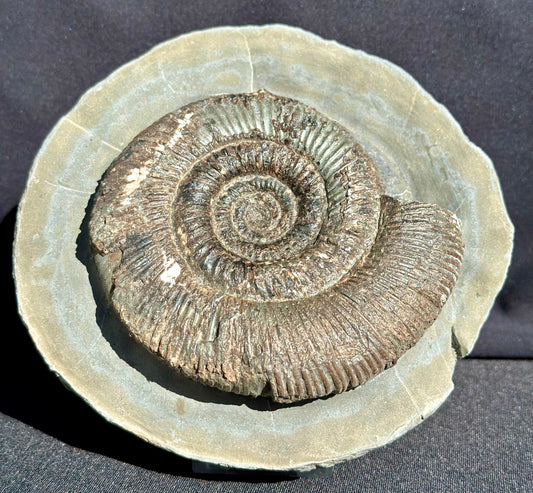 Dactylioceras Semicelatum