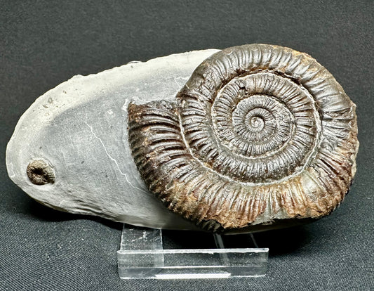 Dactylioceras Ammonite Fossil