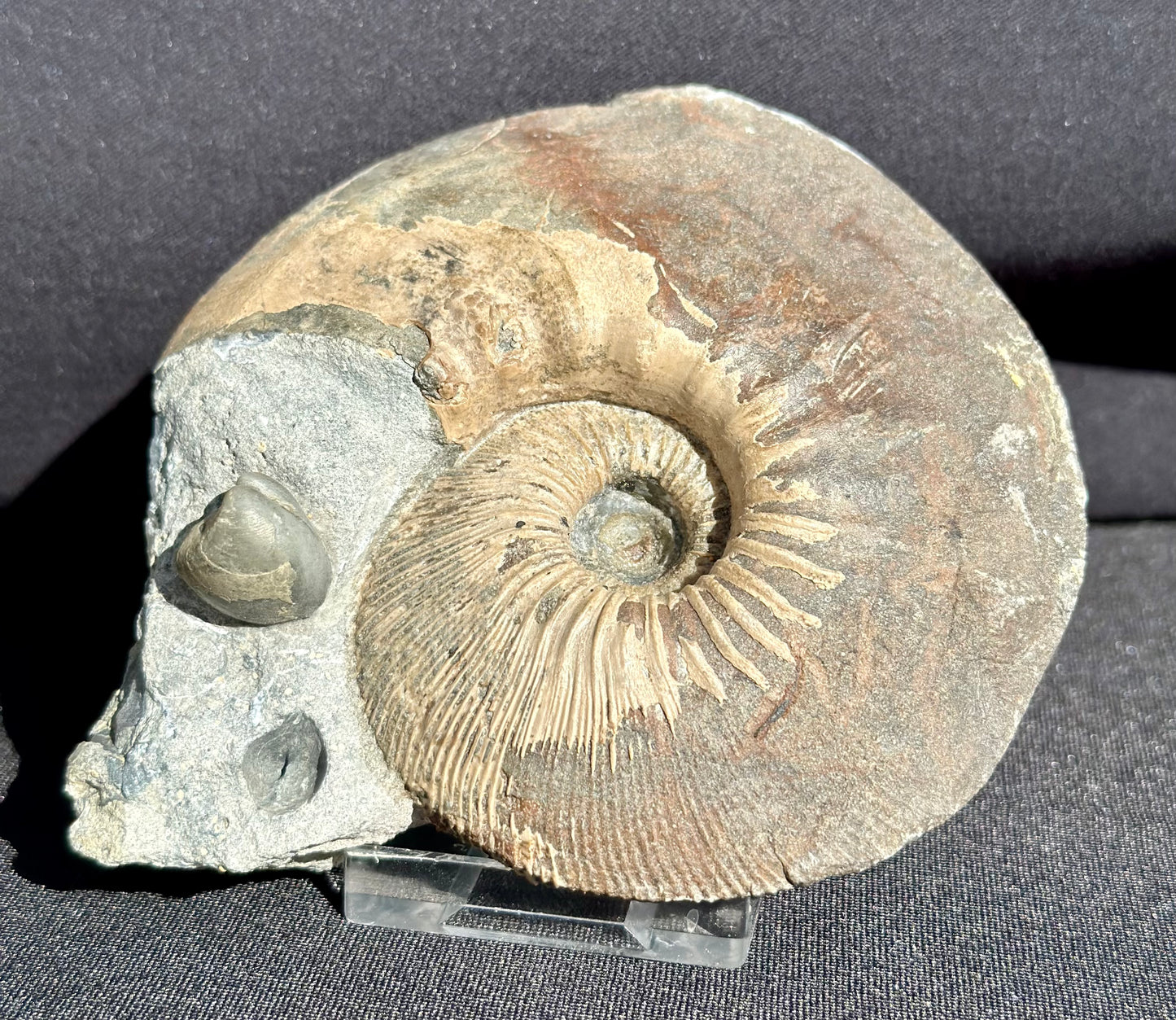 Sigaloceras Ammonite