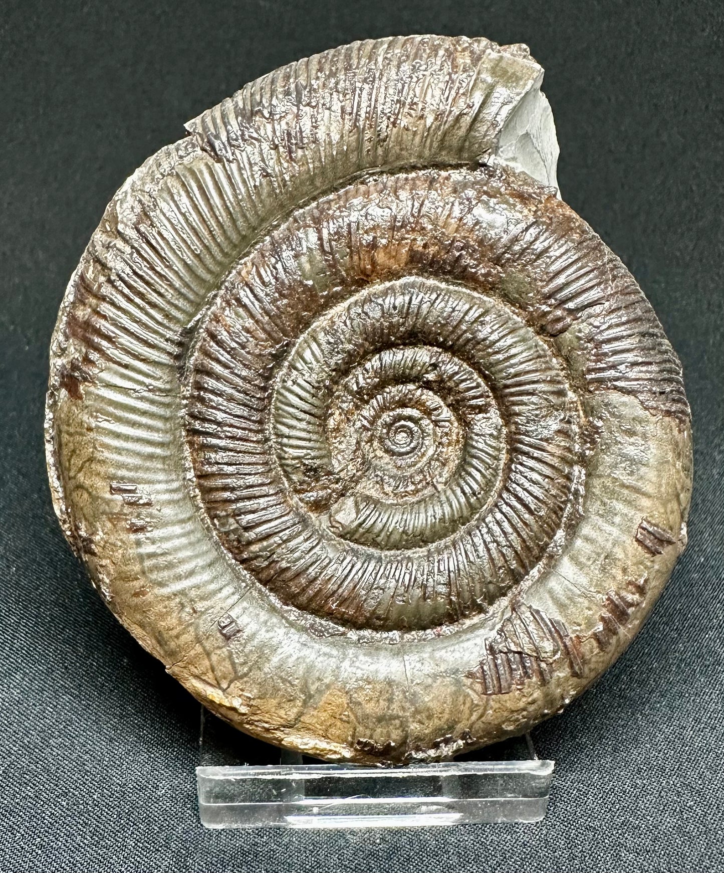 Dactylioceras Tenuicostatum ammonite fossil - Whitby, North Yorkshire, England