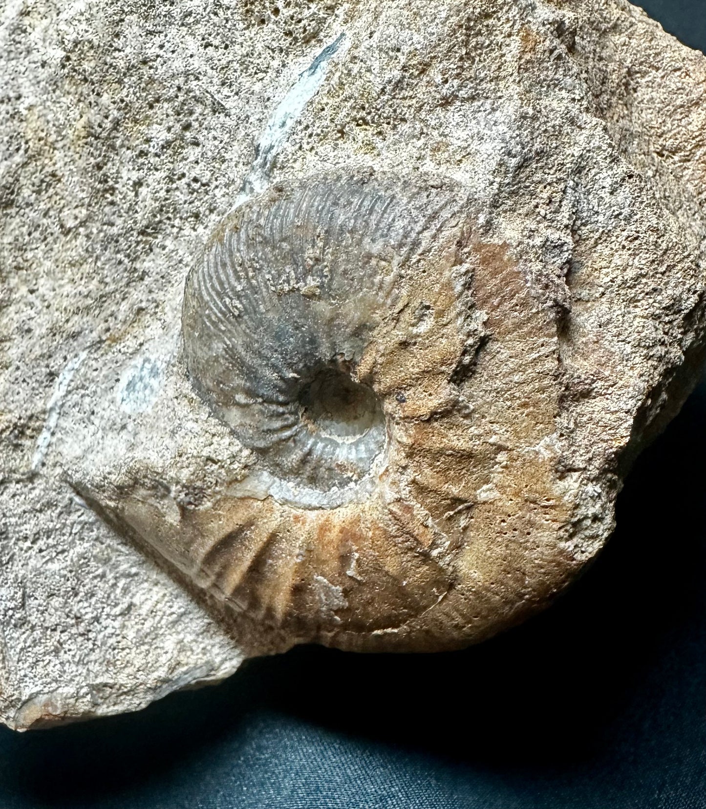 Rare Callovian, Middle Jurassic double Ammonite from East Yorkshire, England Sigaloceras calloviense