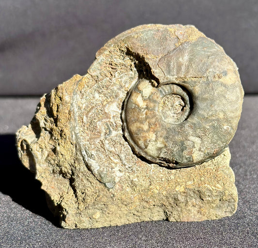 Eparietites Ammonite Scunthorpe