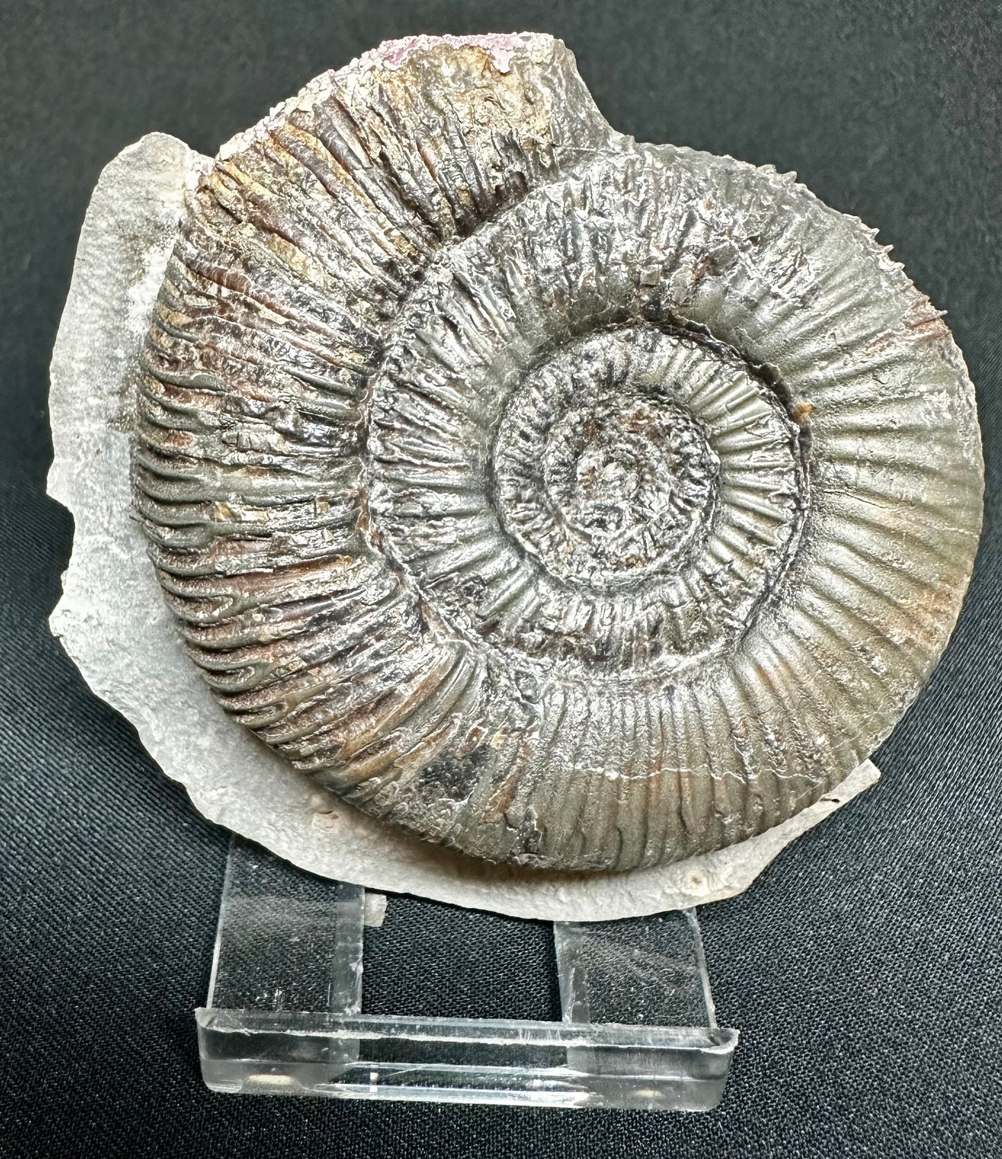 Dactylioceras semicelatum ammonite fossil - Whitby, North Yorkshire Jurassic Coast