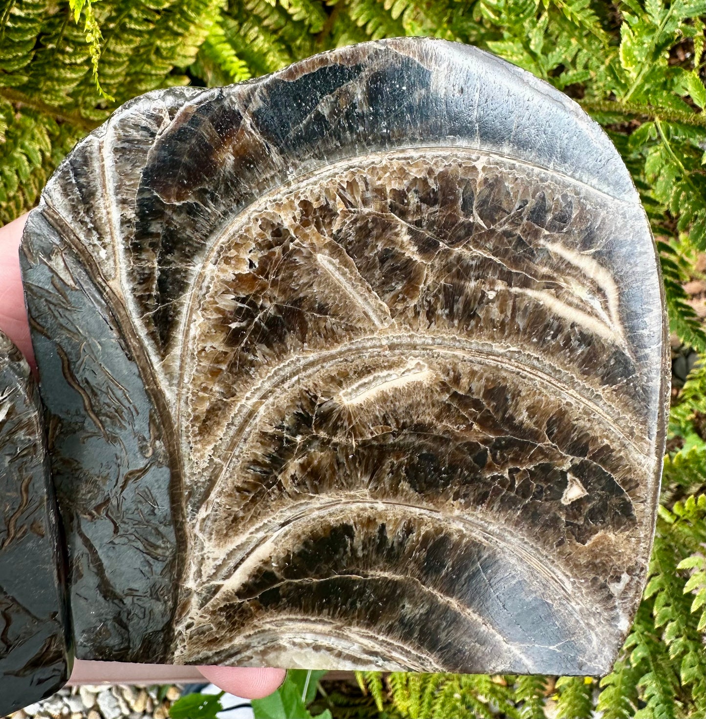 Polished Ammonite Pair, Mappleton, East Yorkshire, England