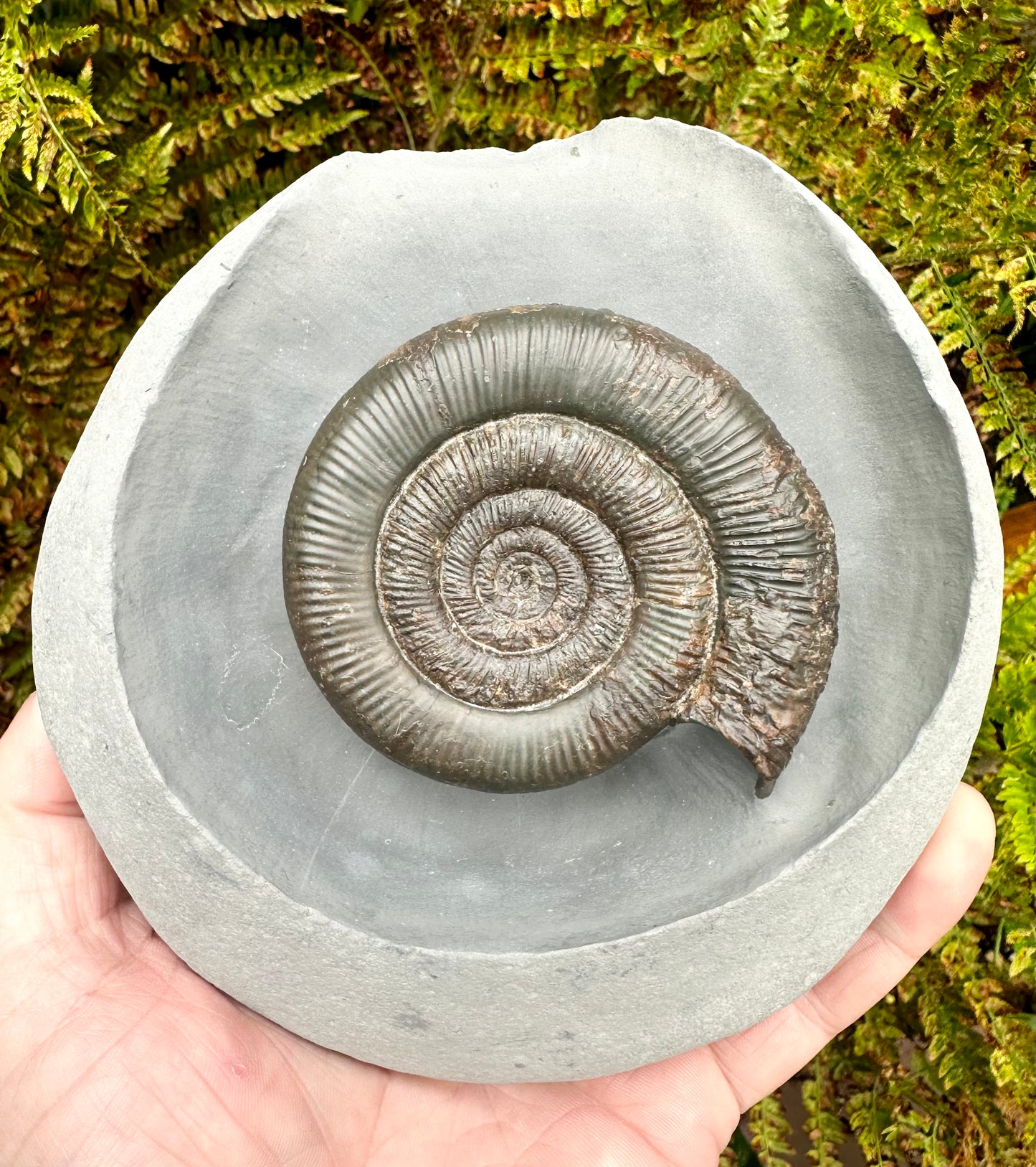 Dactylioceras Tenuicostatum Ammonite Fossil - Whitby, North Yorkshire.