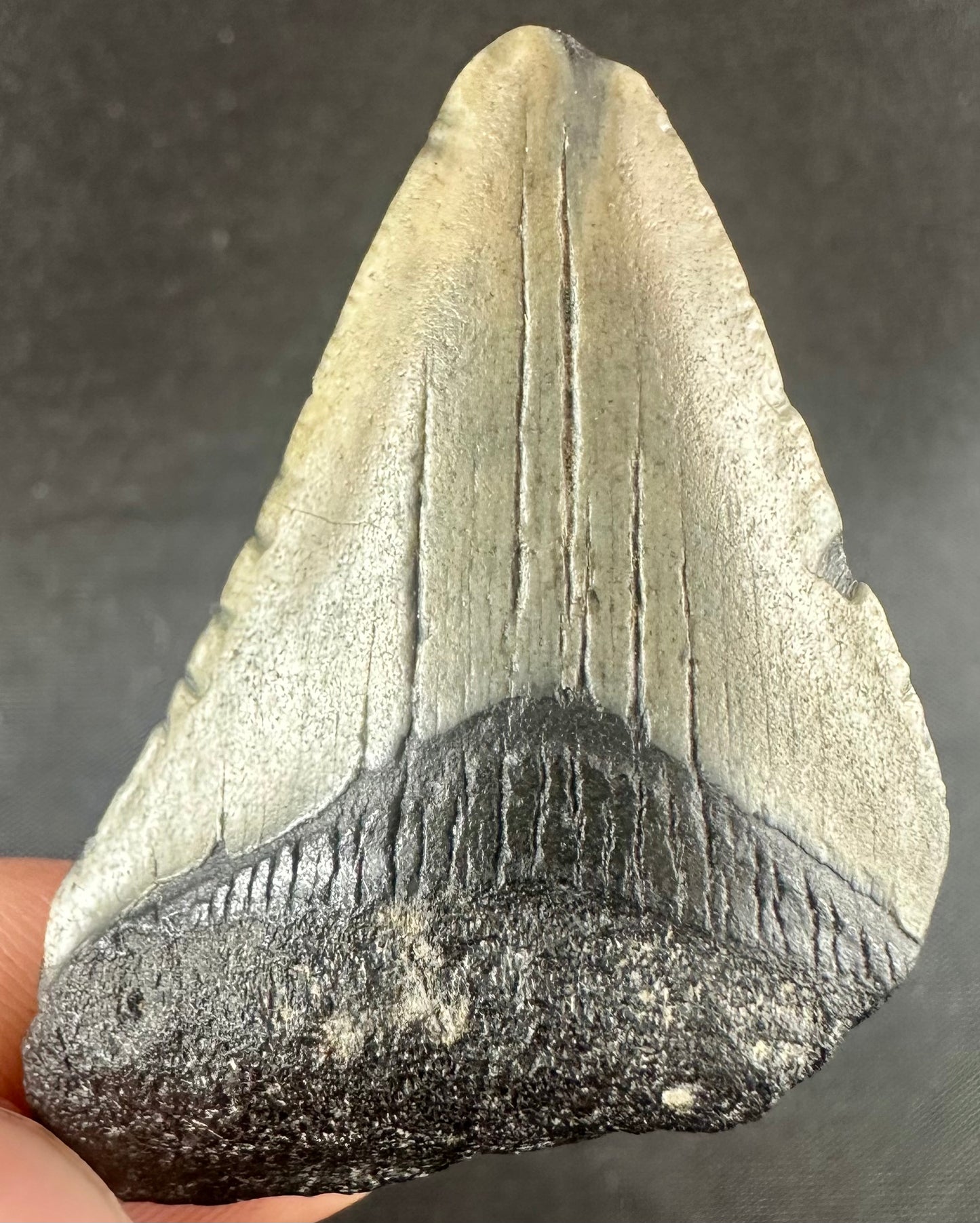 Megalodon Shark Tooth - Miocene - South Carolina - USA