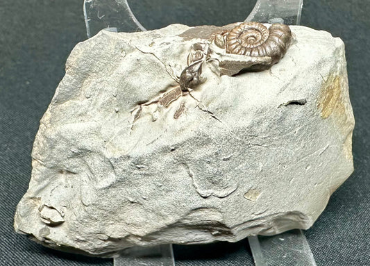 Lower Jurassic, Lower Lias Ammonite from Robin Hoods’s Bay, North Yorkshire, England Gagaticeras gagateum