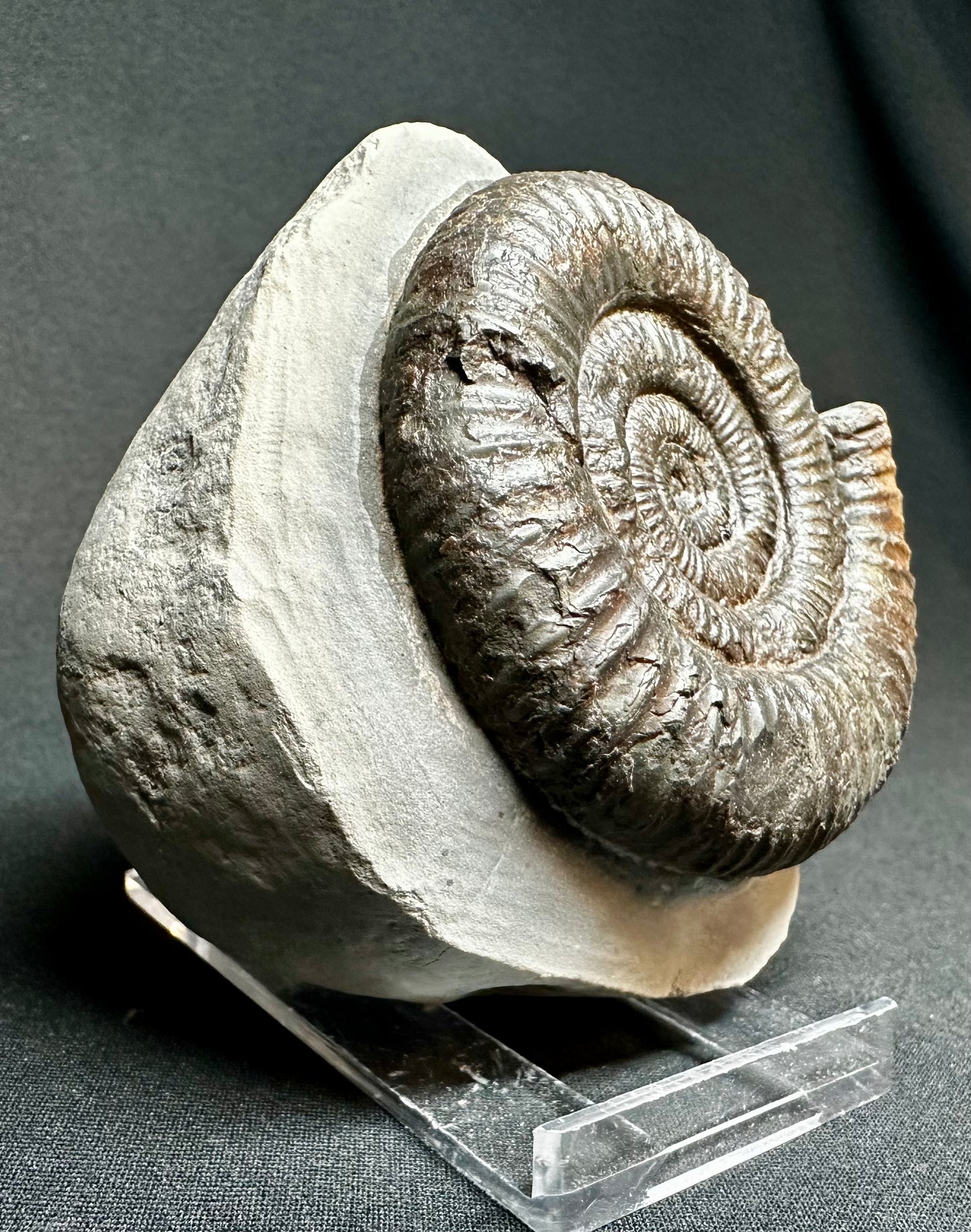 Dactylioceras Ammonite Fossil