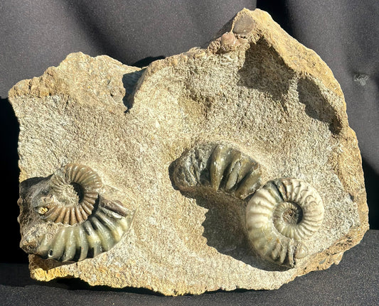 Asteroceras Ammonite Scunthorpe