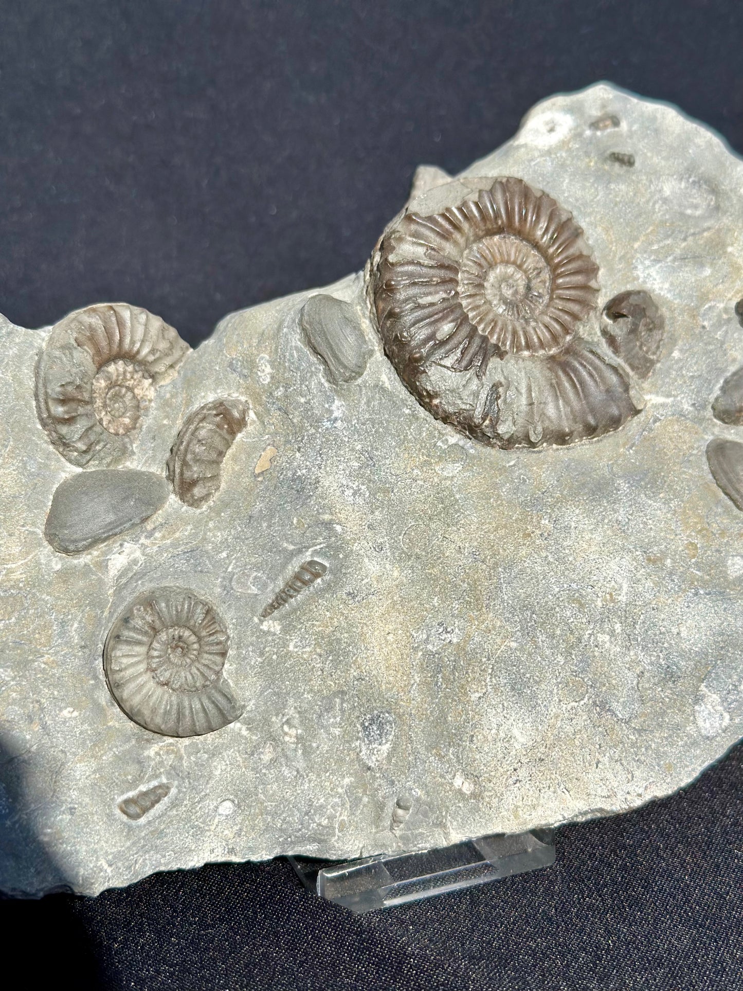 Arnioceras, gastropods and BiValves.