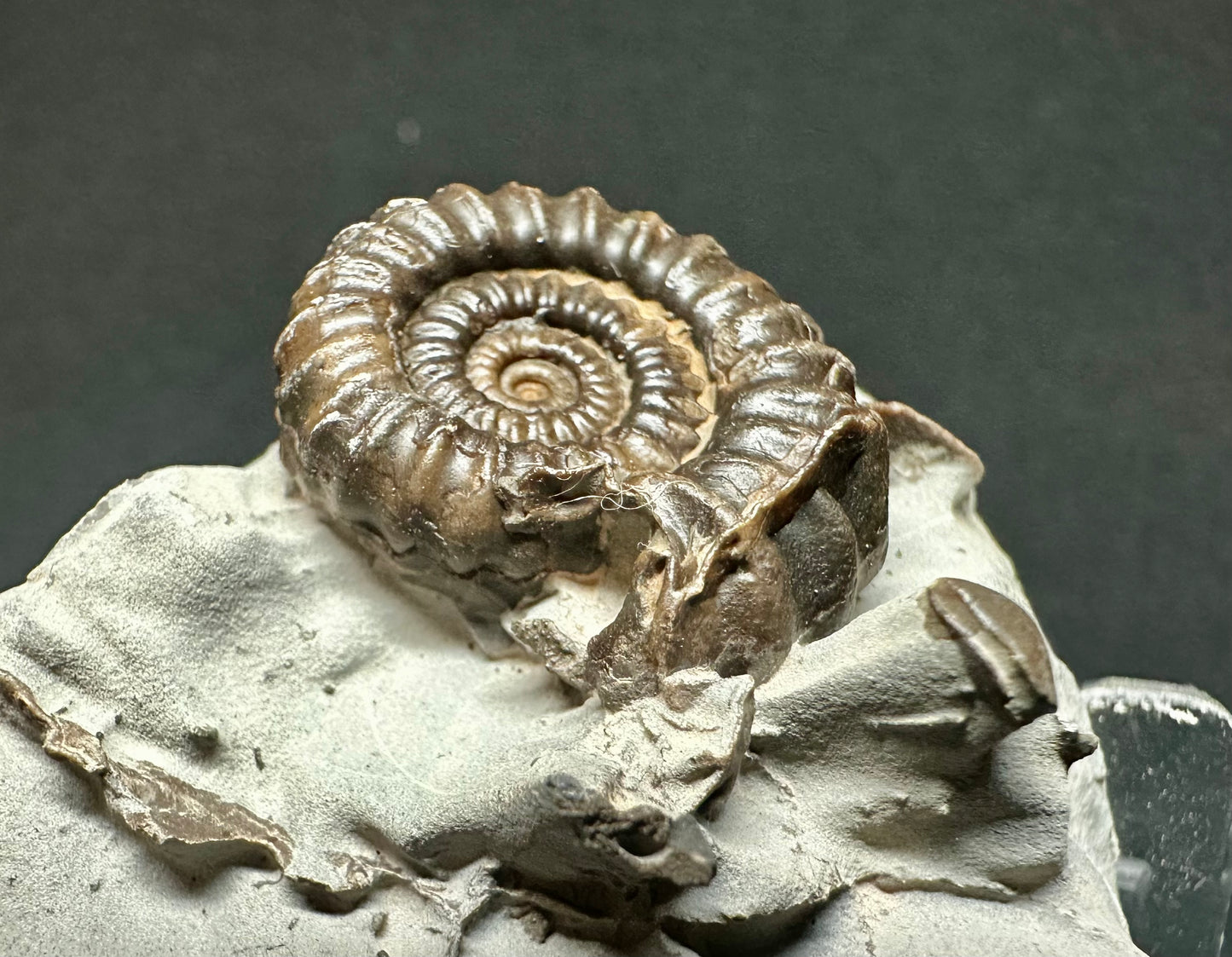 Lower Jurassic, Lower Lias Ammonite from Robin Hoods’s Bay, North Yorkshire, England Gagaticeras gagateum