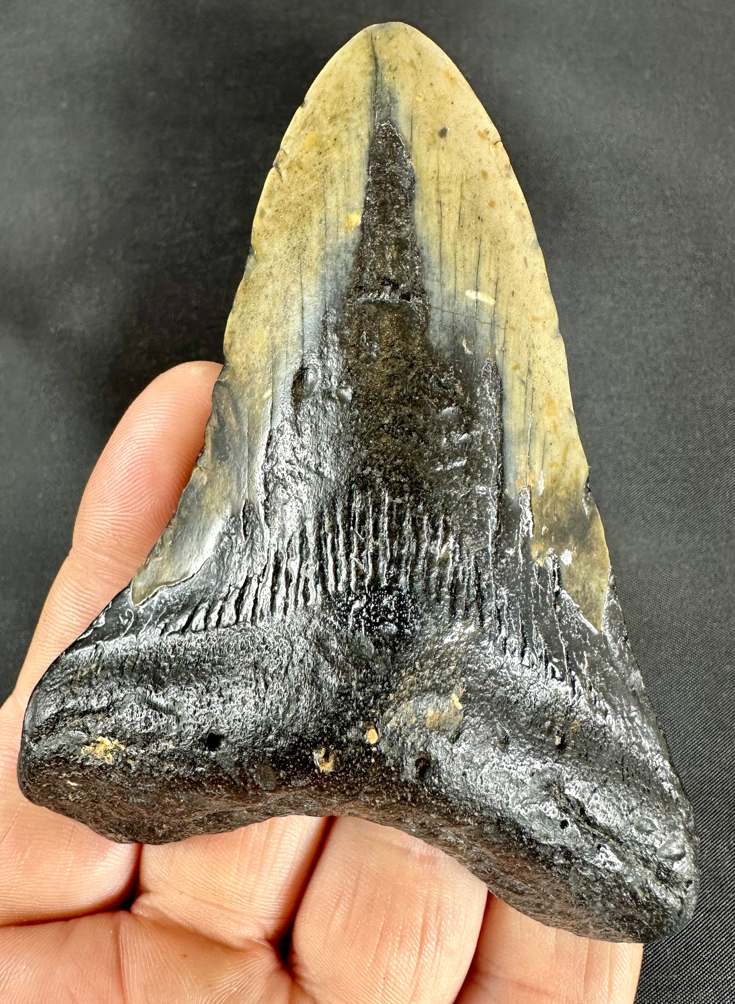 Megalodon Shark Tooth - Miocene - South Carolina - USA