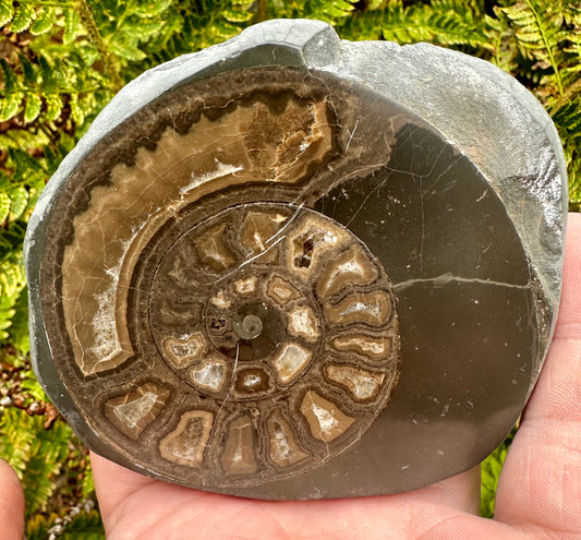 Polished Yorkshire Ammonite, Whitby, North Yorkshire, England.