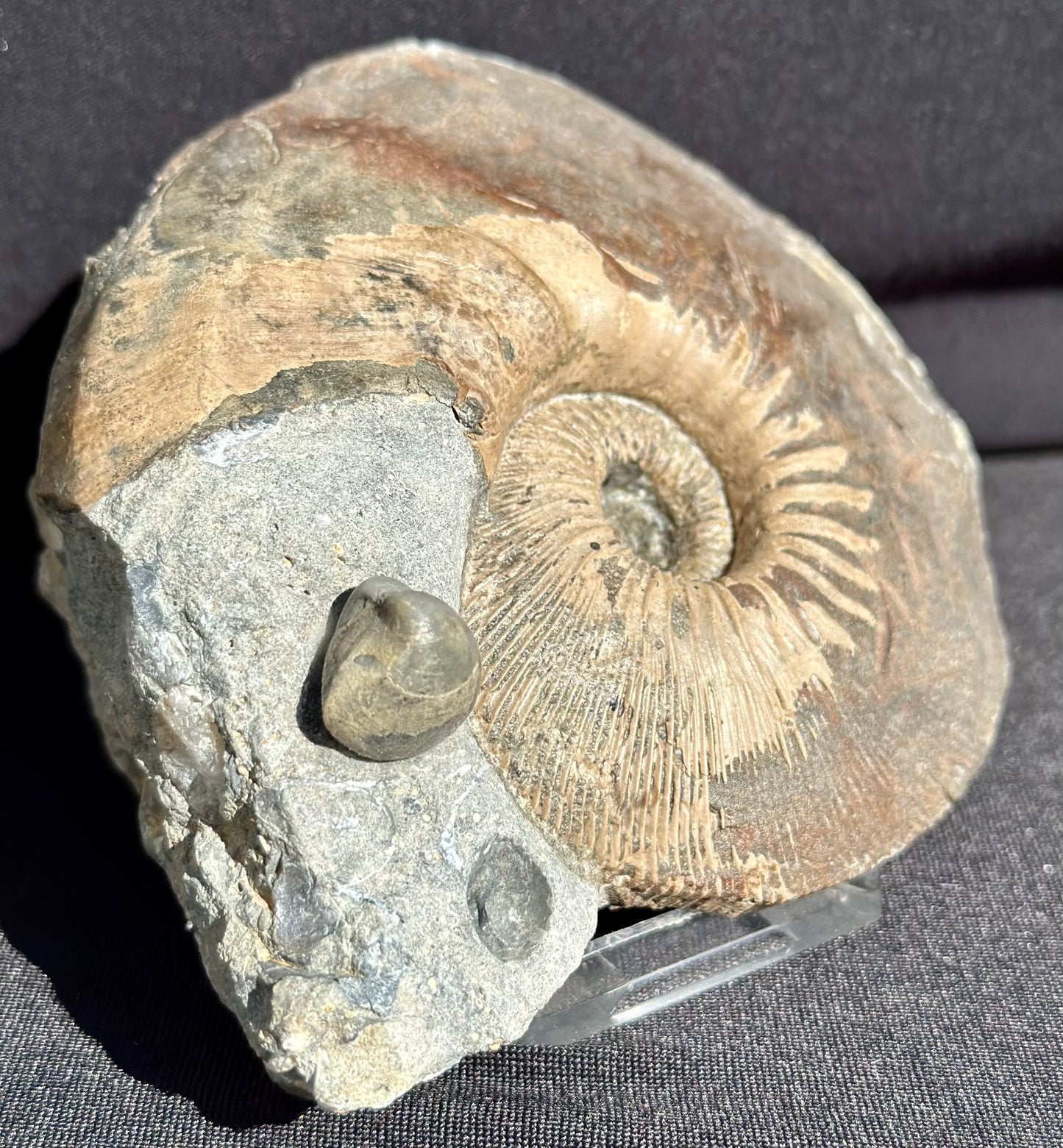 Sigaloceras Ammonite