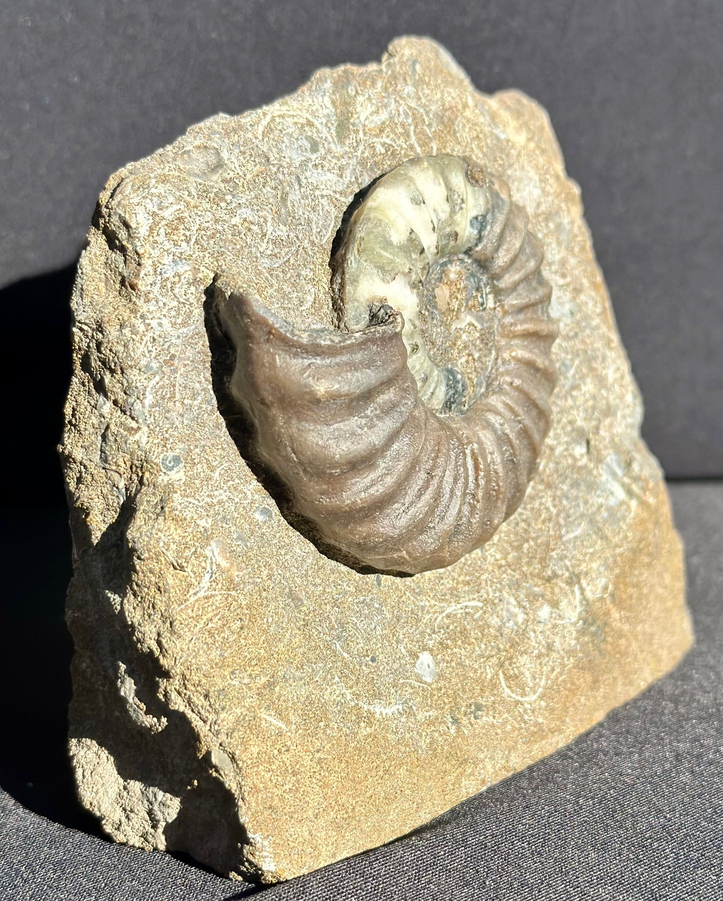 Asteroceras Ammonite Scunthorpe