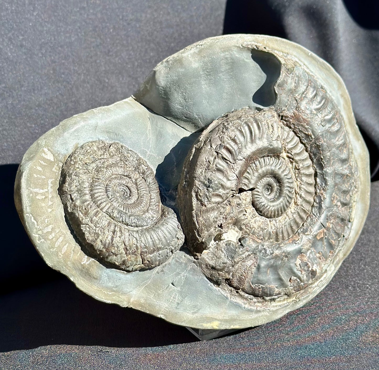 Hildoceras and Dactylioceras combo