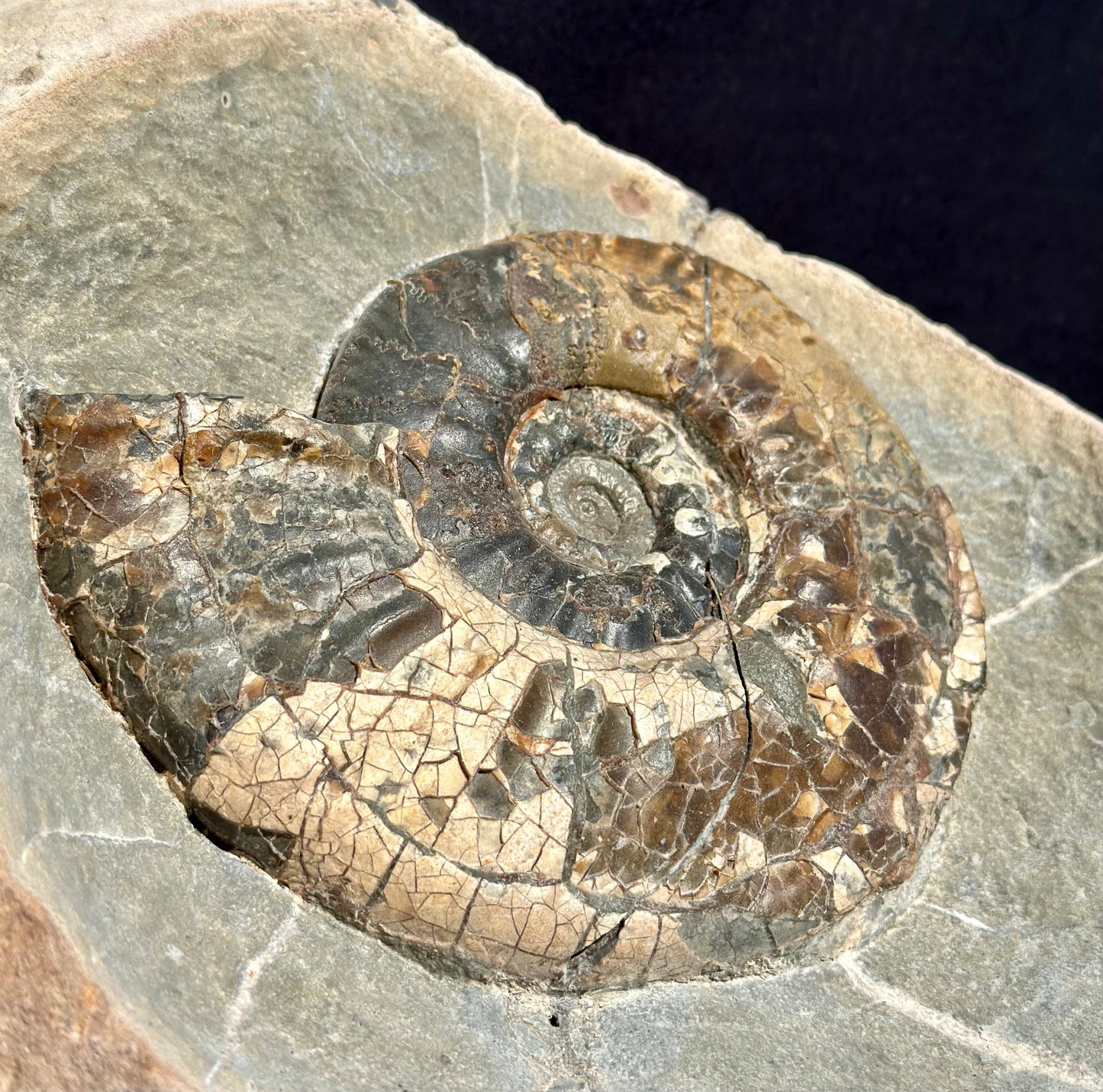 Propranulites Ammonite