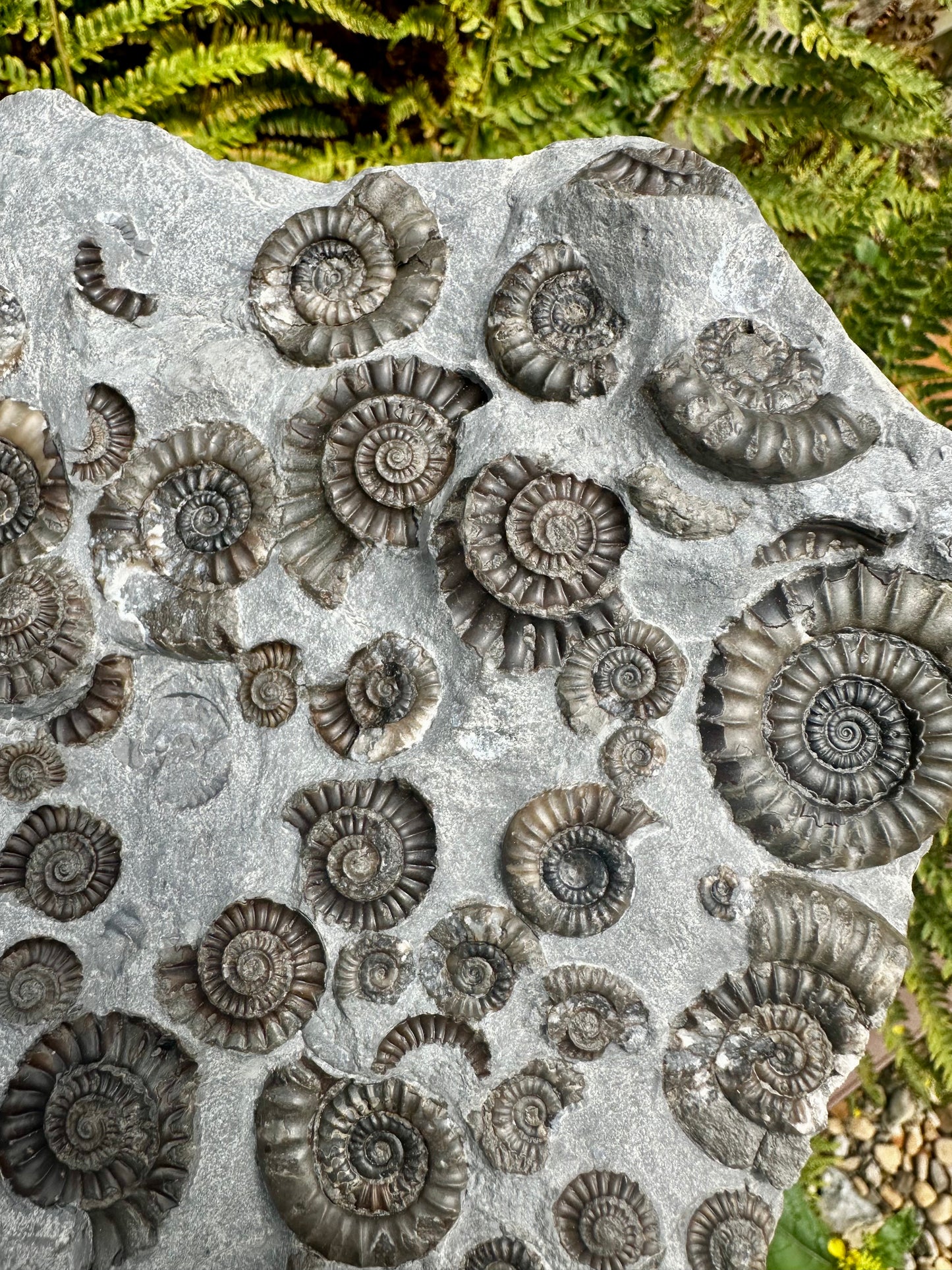 Arnioceras Semicostatum ammonite multi block fossil, Holderness coast, East Yorkshire, England