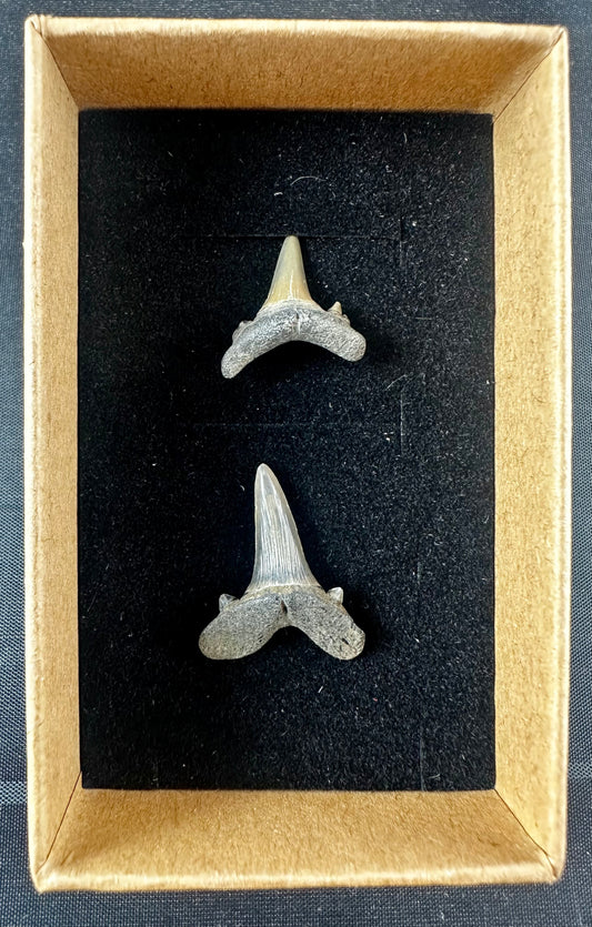 Two sharks teeth from the Eocene Ypresian London Clay on the Isle of Sheppey UK, circa 48 - 52 MYO.