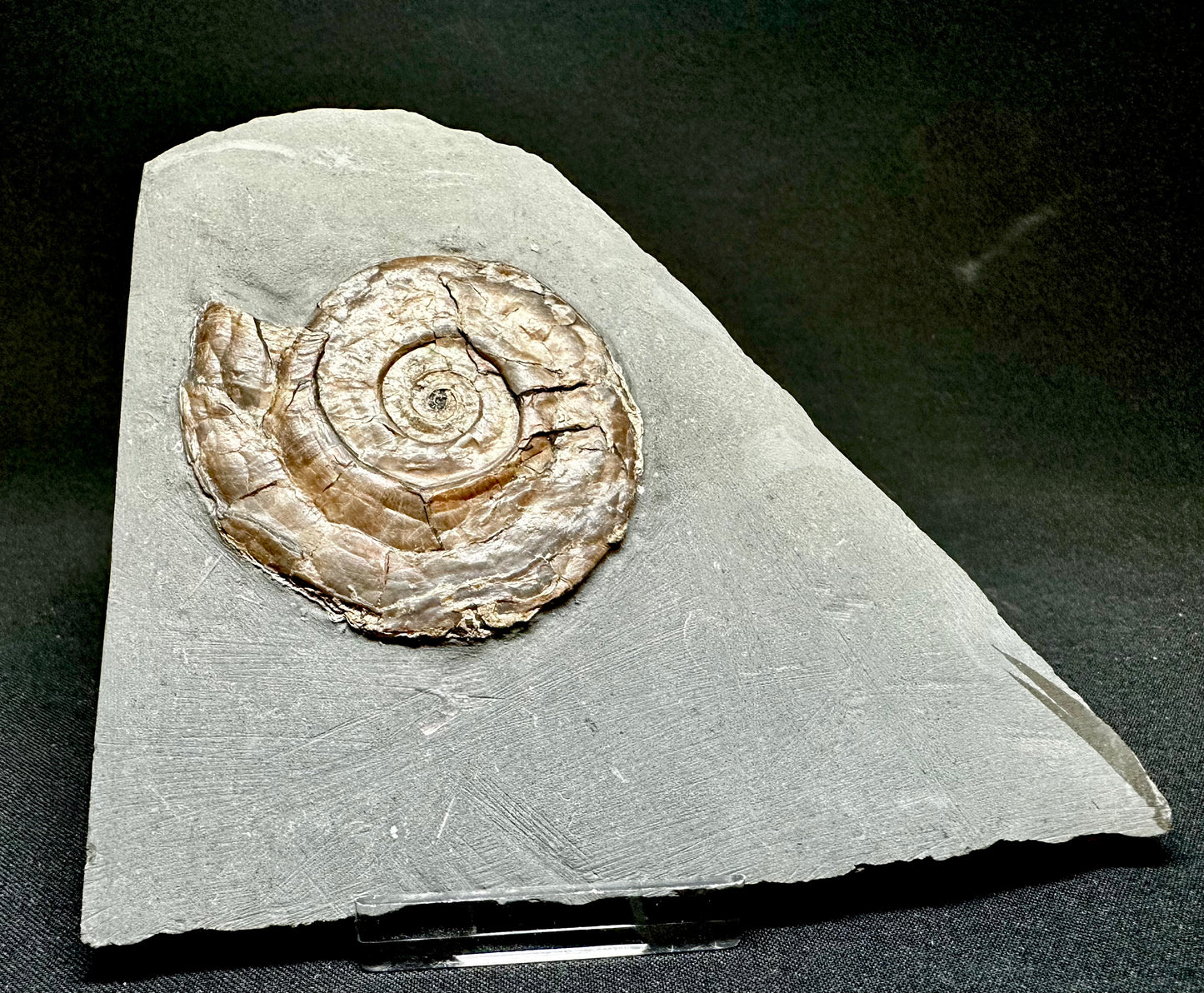 Iridescent Lower Lias, Lower Jurassic Ammonite from North Somerset Psiloceras planorbis