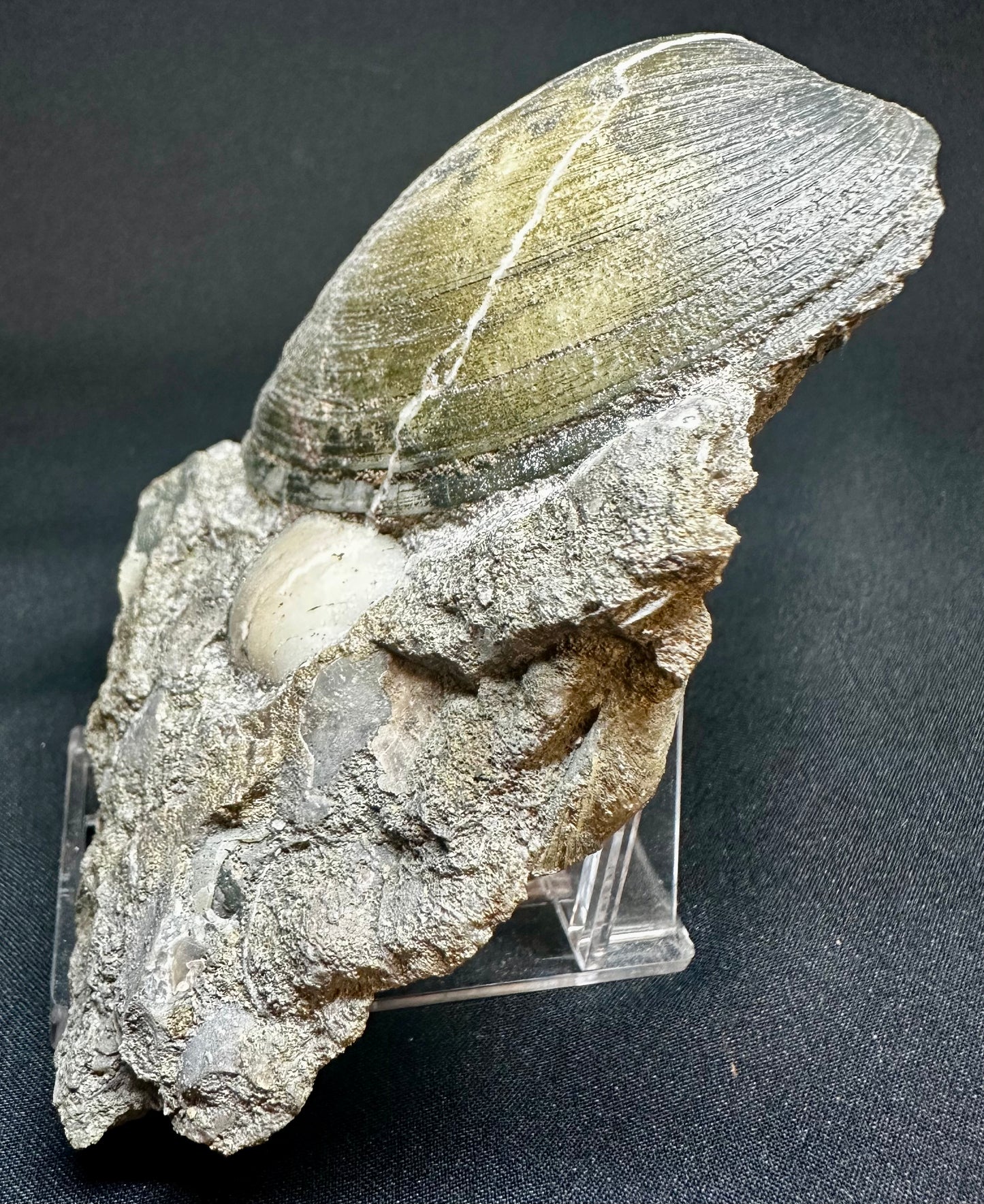 Cardinia Sp Fossil Bivalve, Scunthorpe, England. Lower Lias, Lower Jurassic, 200 Million Years Old.