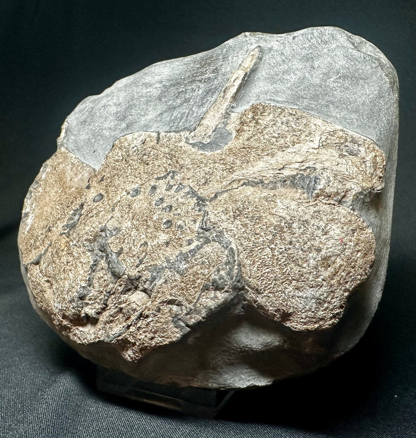 Crocodile Bone Block - Marine Reptile Whitby, North Yorkshire, Jurassic Coast